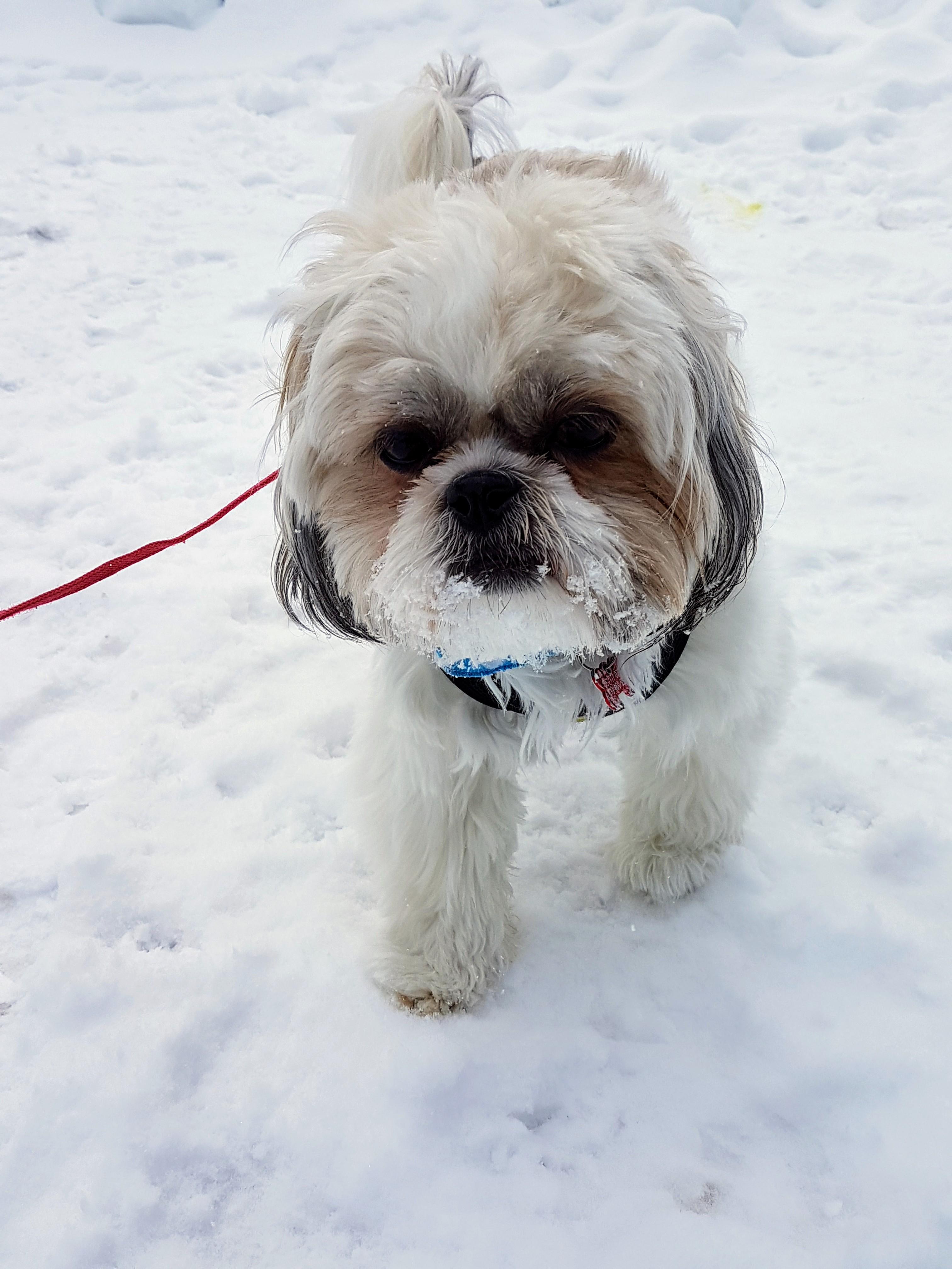 When you learn that snow is cold ! P r/Shihtzu
