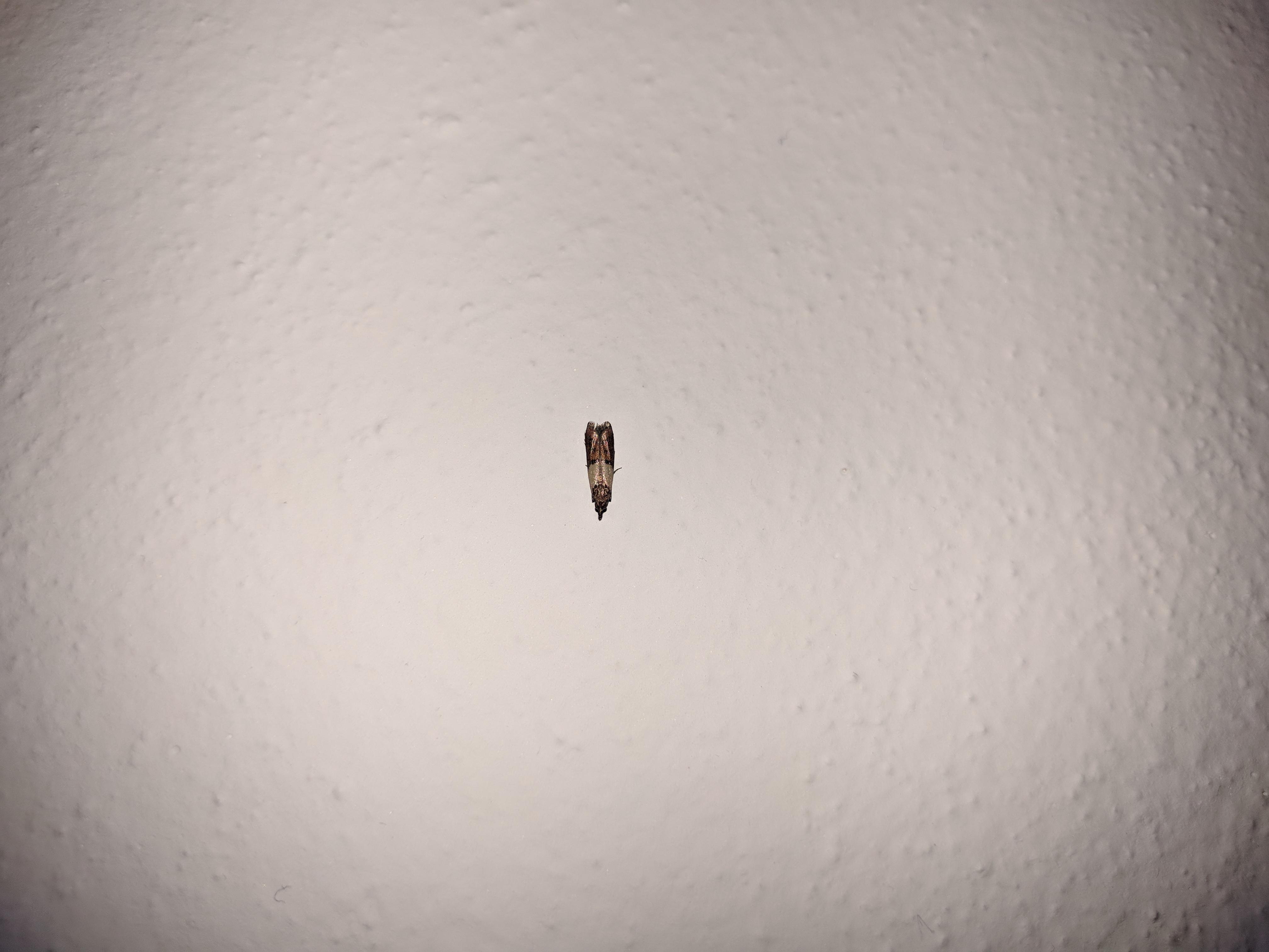 My apartment is infested by these moth like flying bugs. Any ideas? r