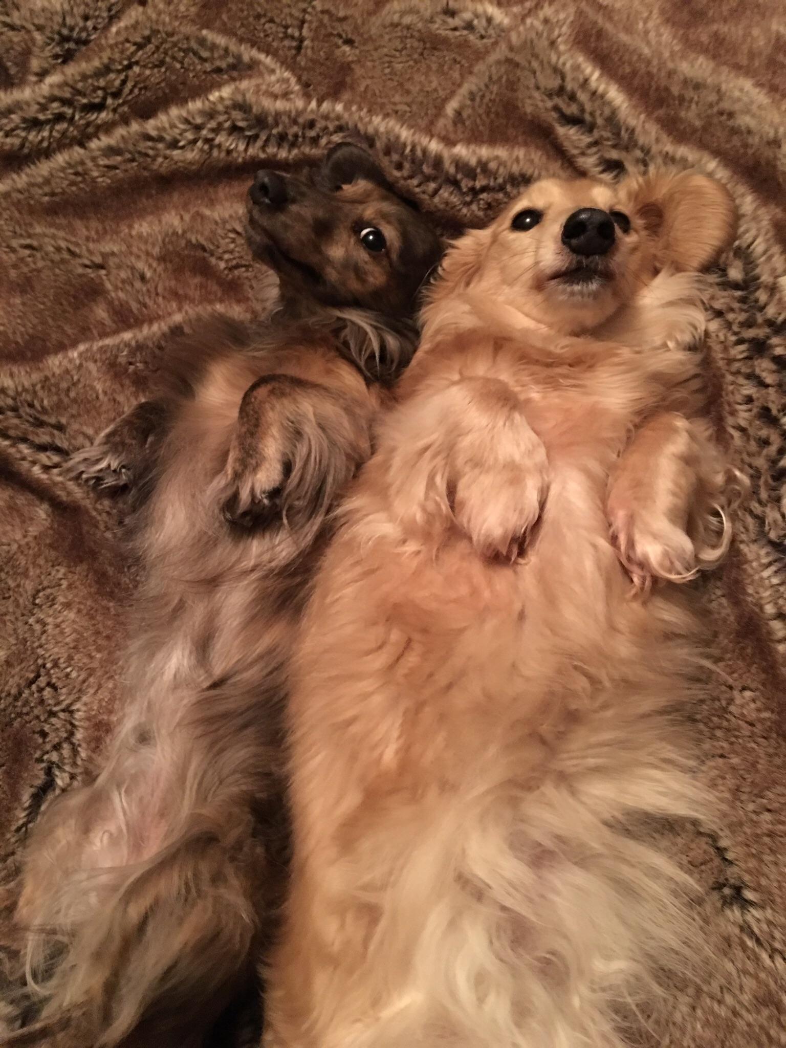 The way my dogs lay on their backs when they don’t want to move. r