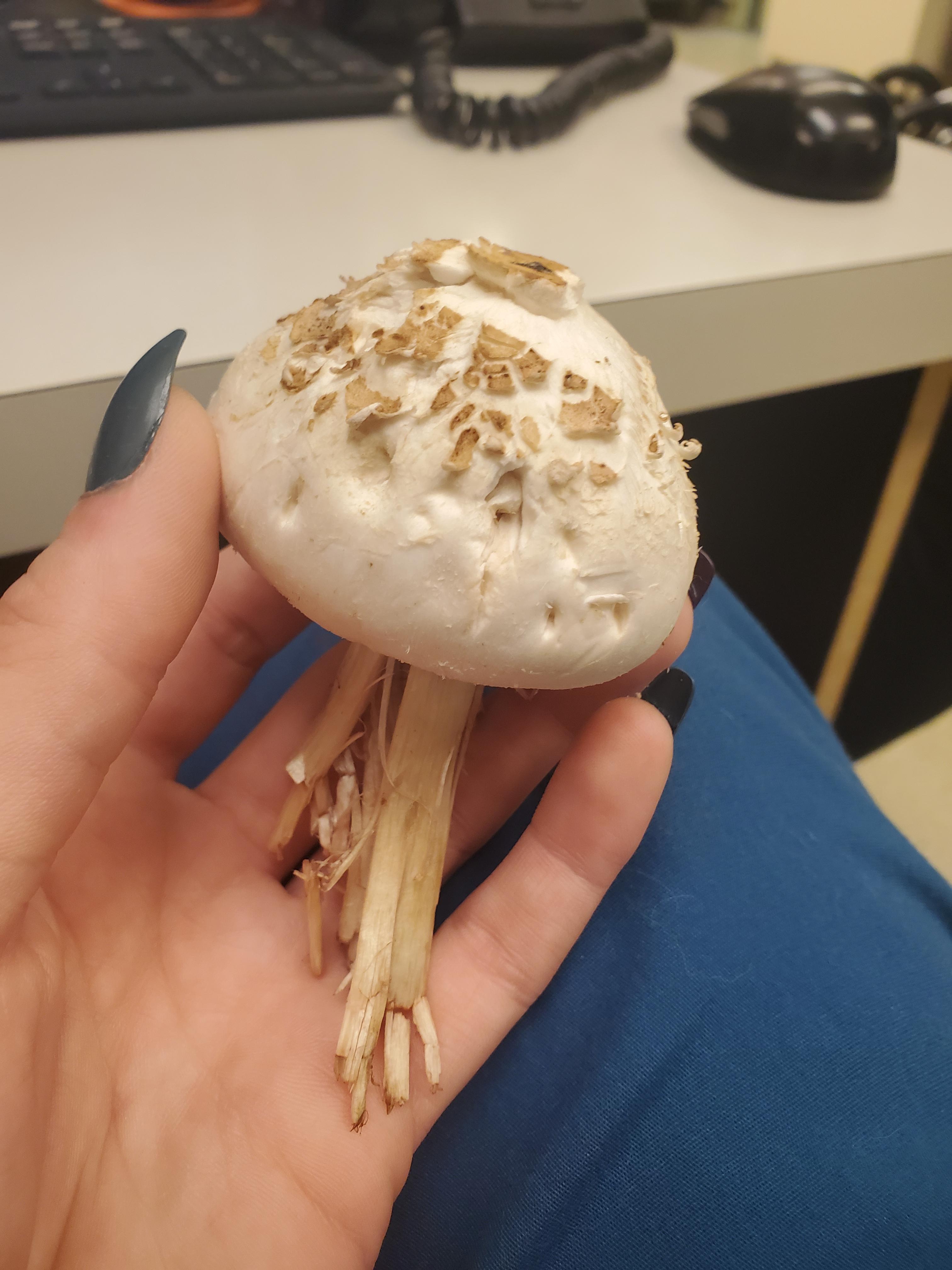 Dog ate one of these mushrooms. What is it? r/mushroomID
