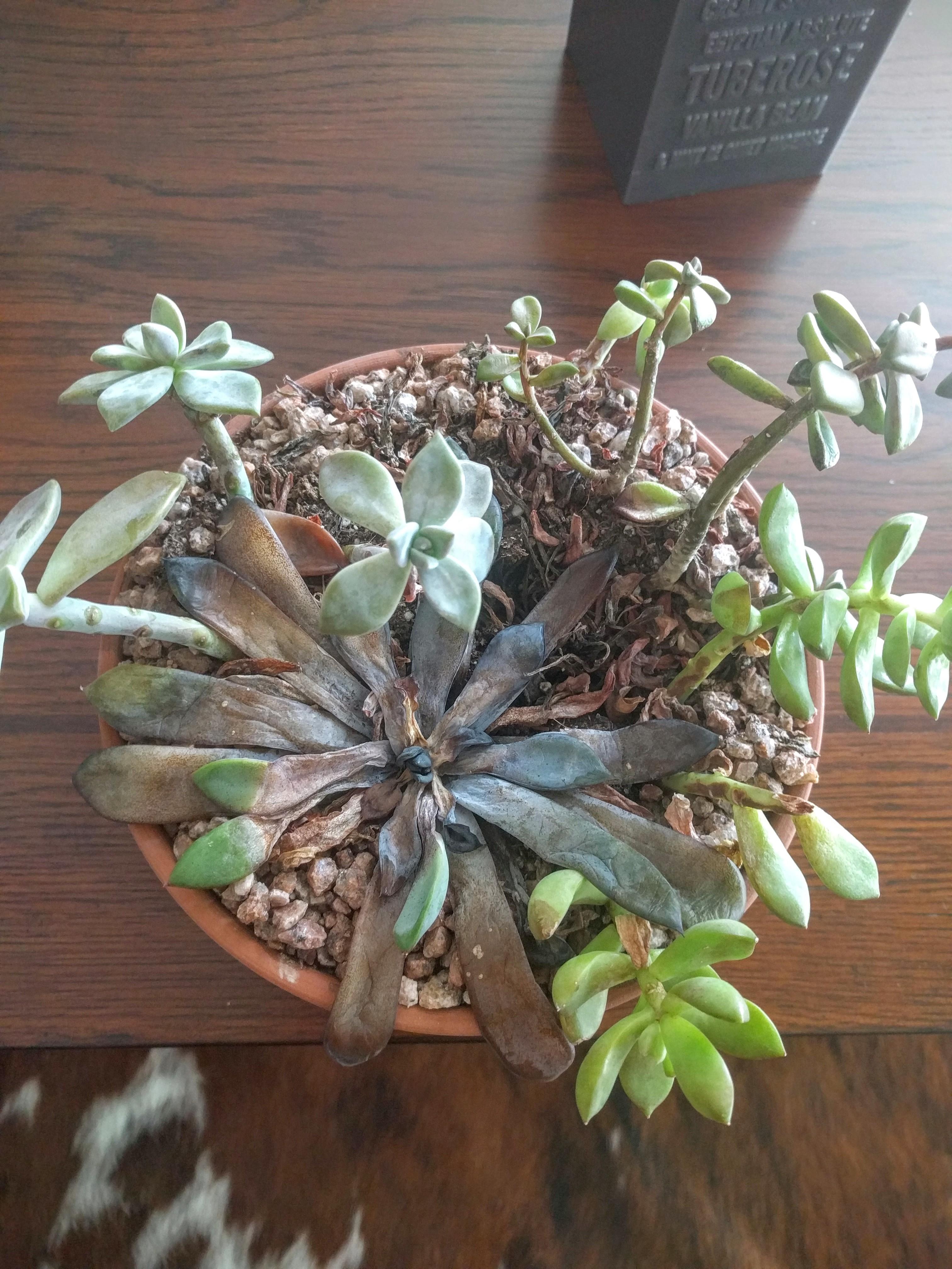 My succulents are dying (dead center with green tips) Am I over or