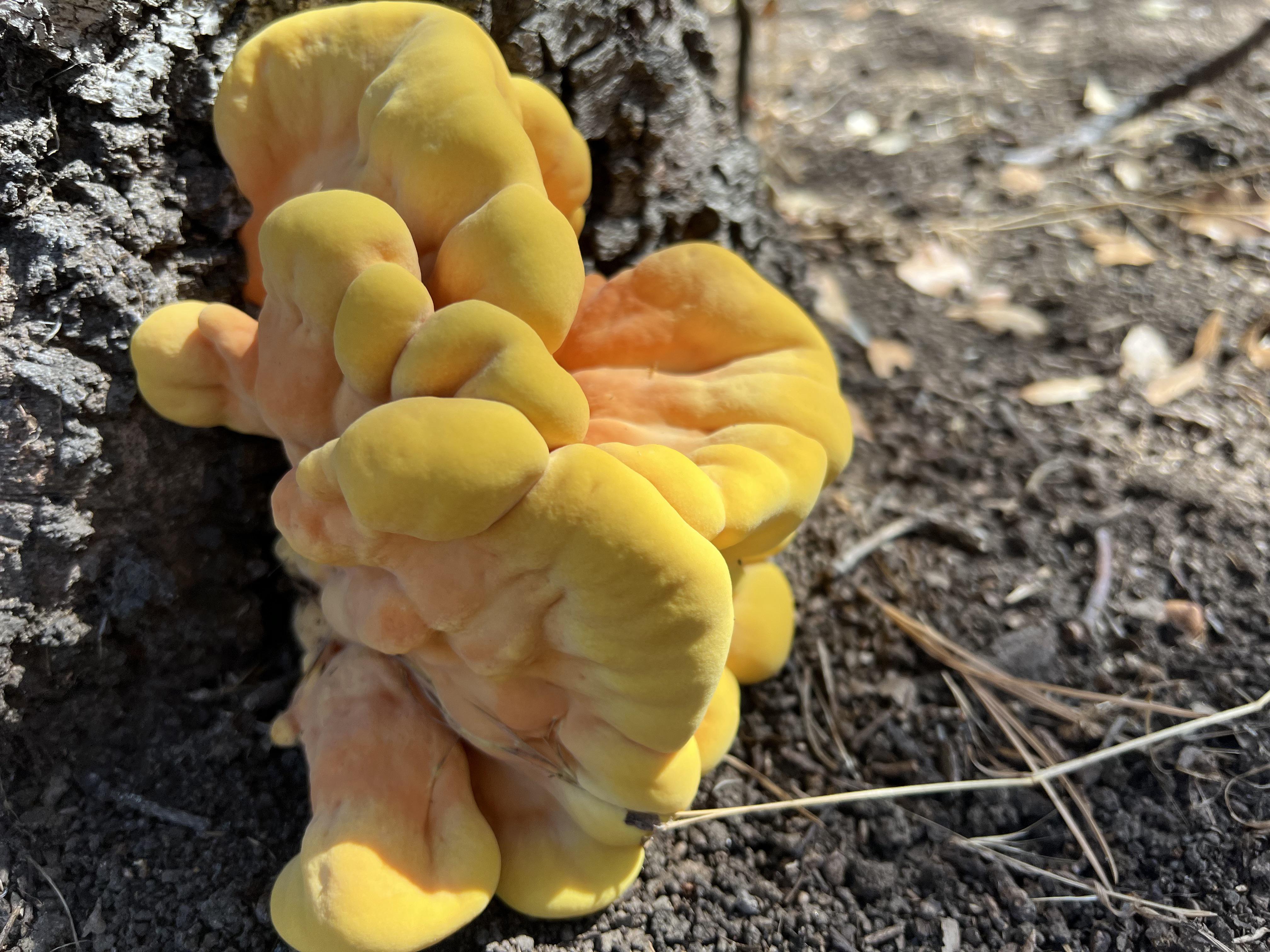 Beautiful yellow fungus found in Descanso Gardens in Los Angeles. What