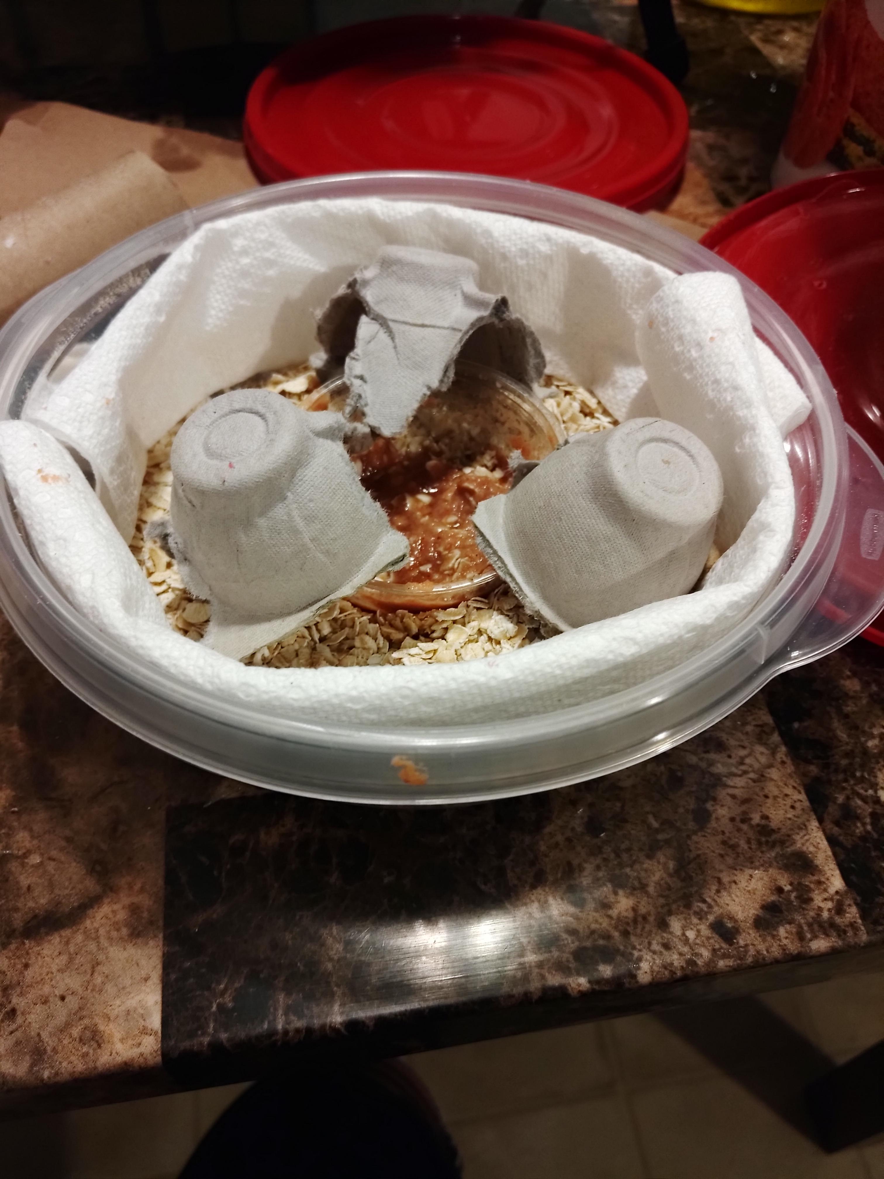 Started a wax worm farm today let's see how it goes!😊 r/BeardedDragons