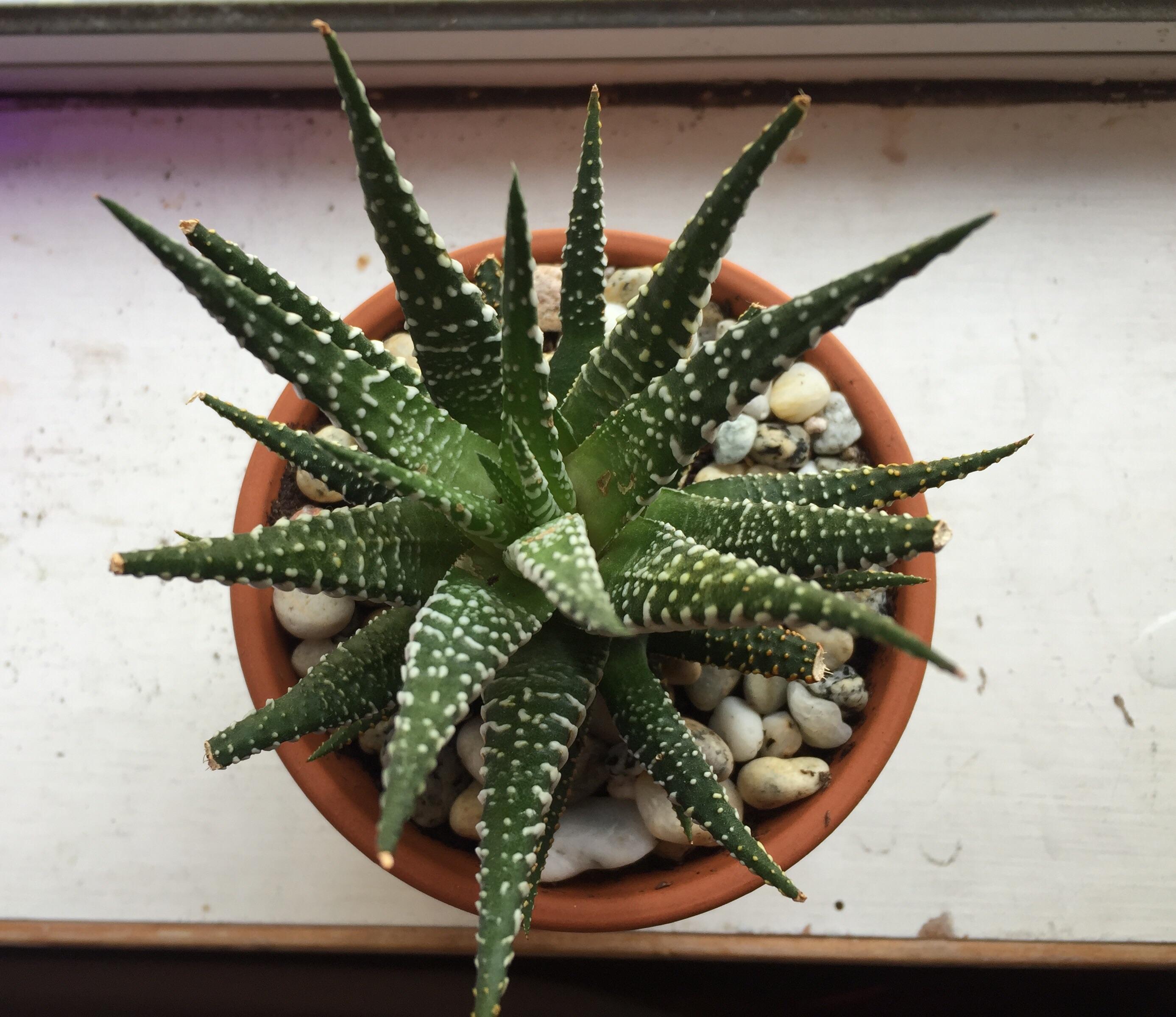 Help! Dead tips on my zebra plant? (Details in comments