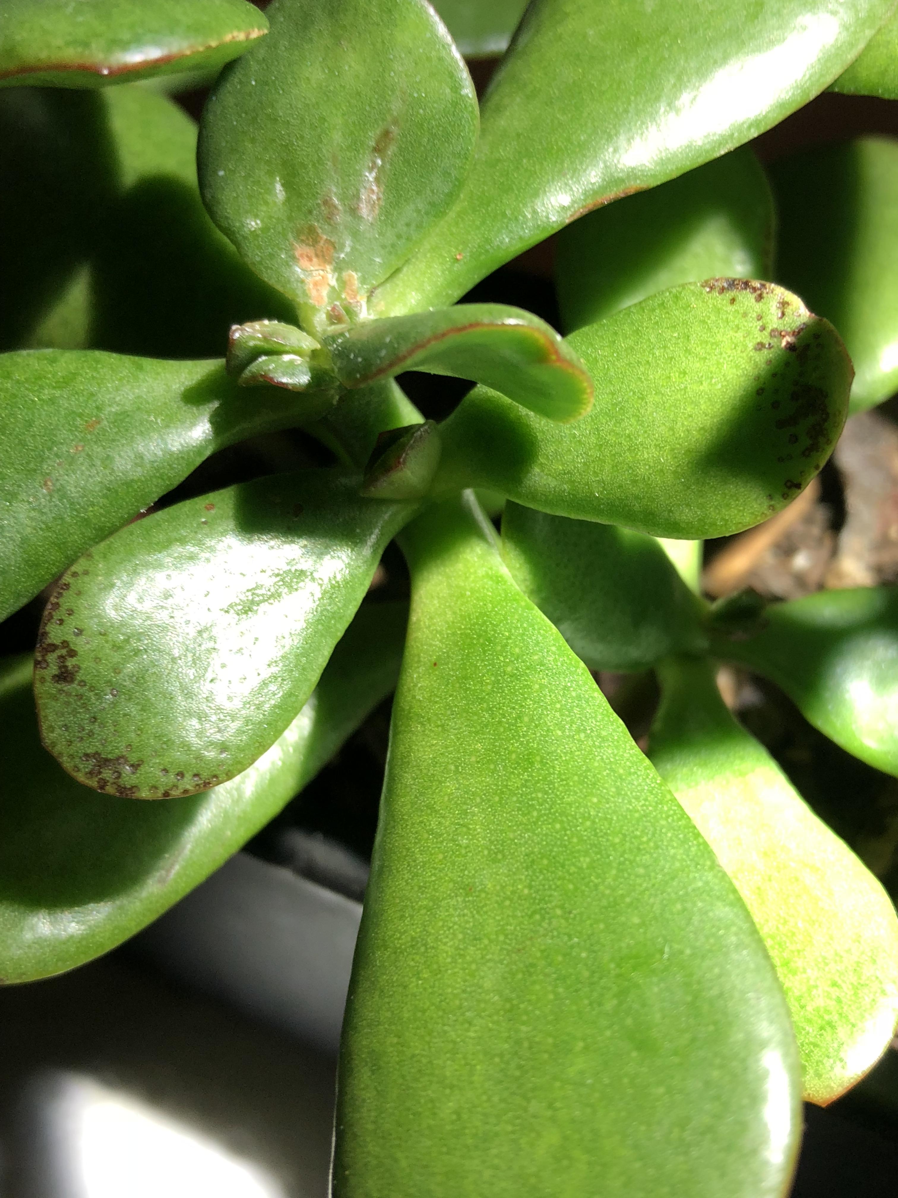 Brown spots on leaves??? Any ideas? Jade plant. More pictures in