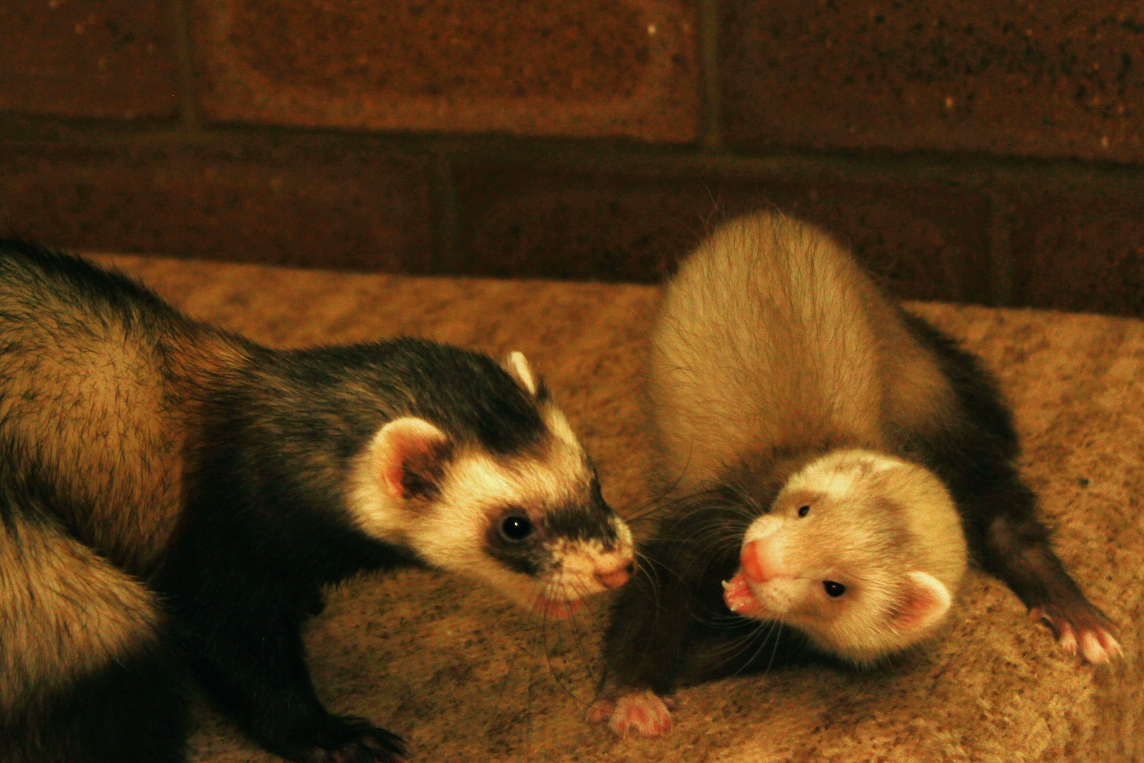 What goes on a ferret bucket list? Also what should I expect from