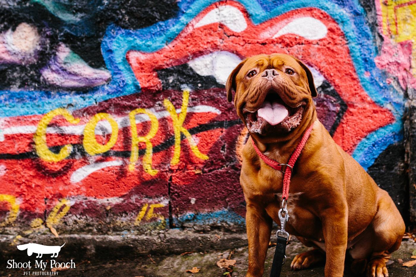 Had my dog shot at a Cork landmark r/cork