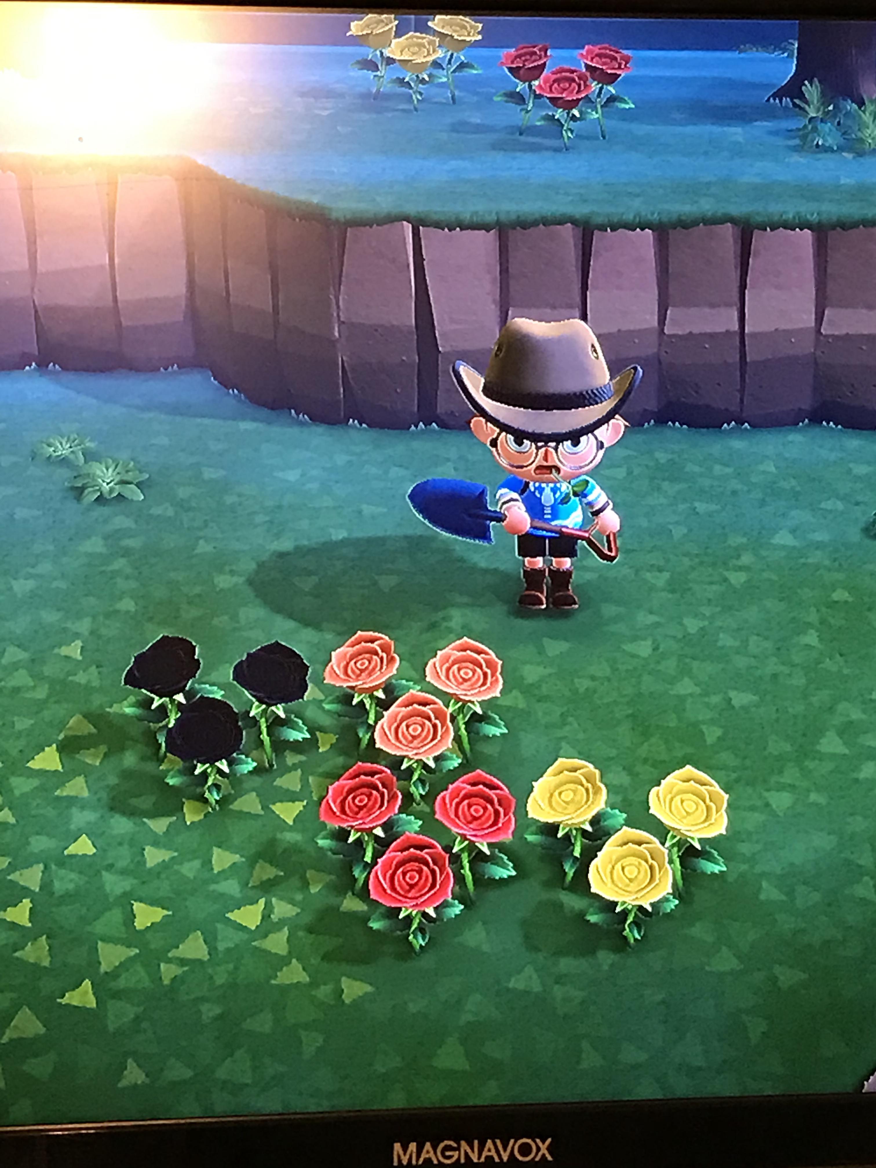 Does anyone know how this black rose came to be? There’s no other red