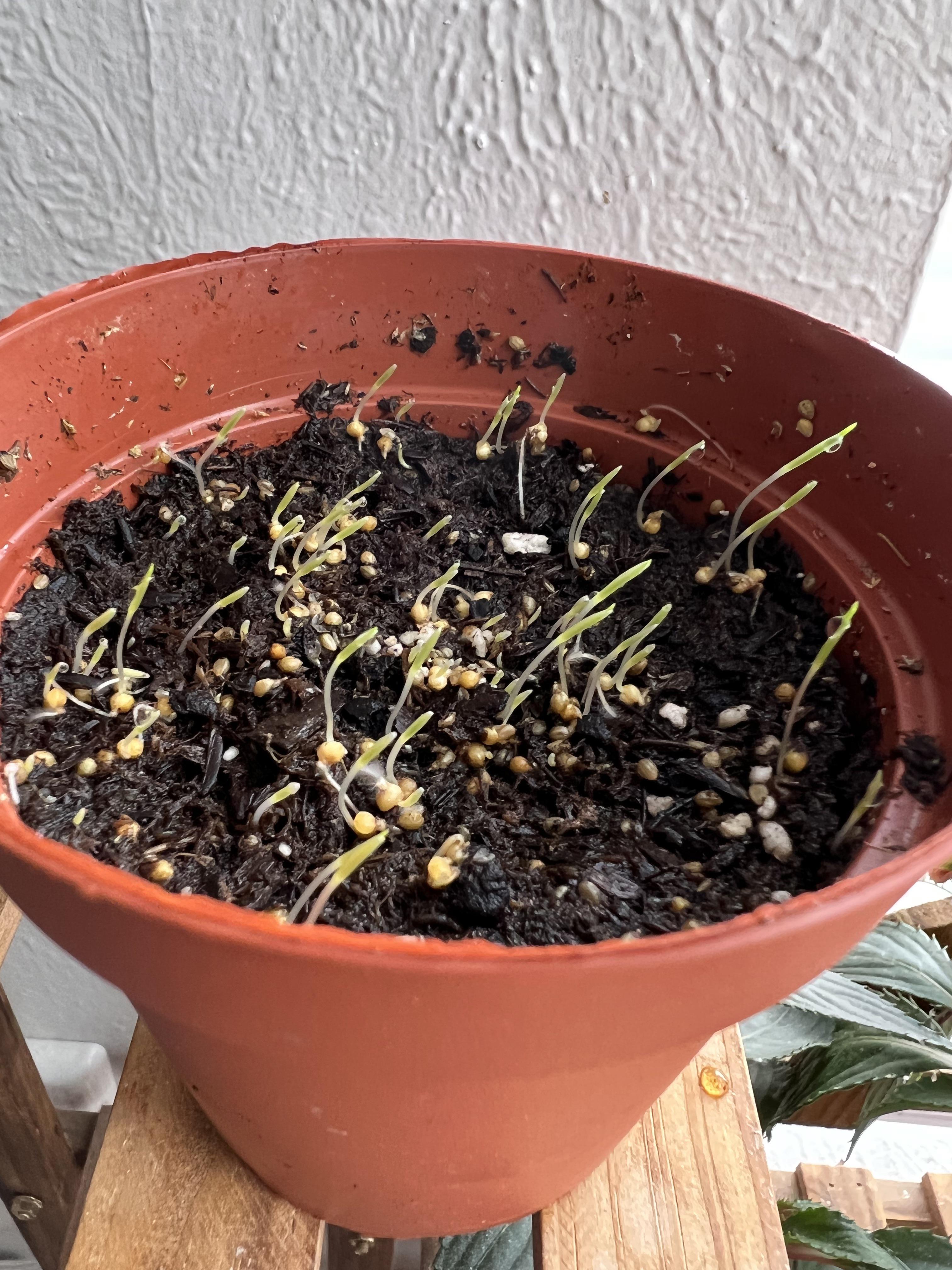 Someone posted their home grown millet the other day, and a few