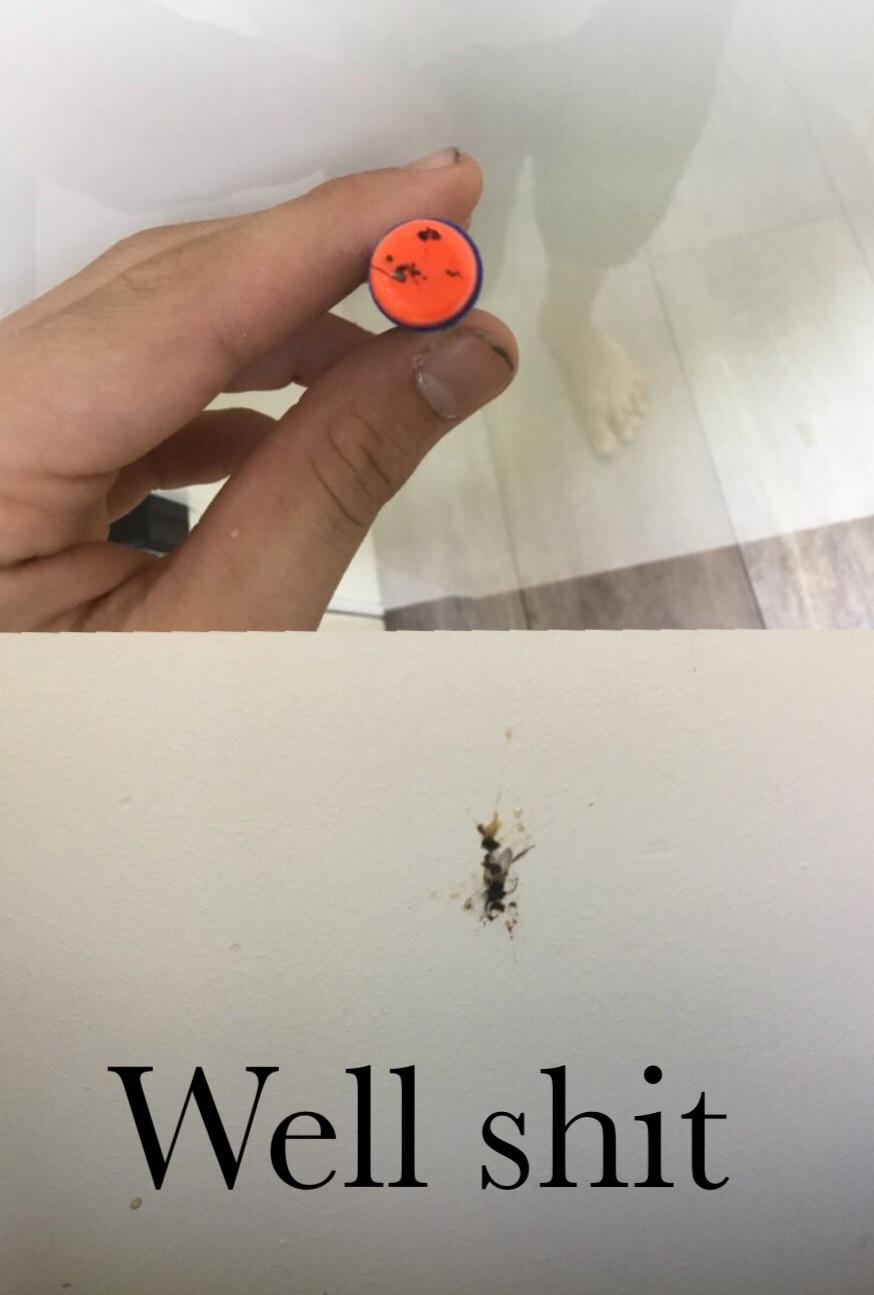 Hit fly with nerf gun r/facepalm