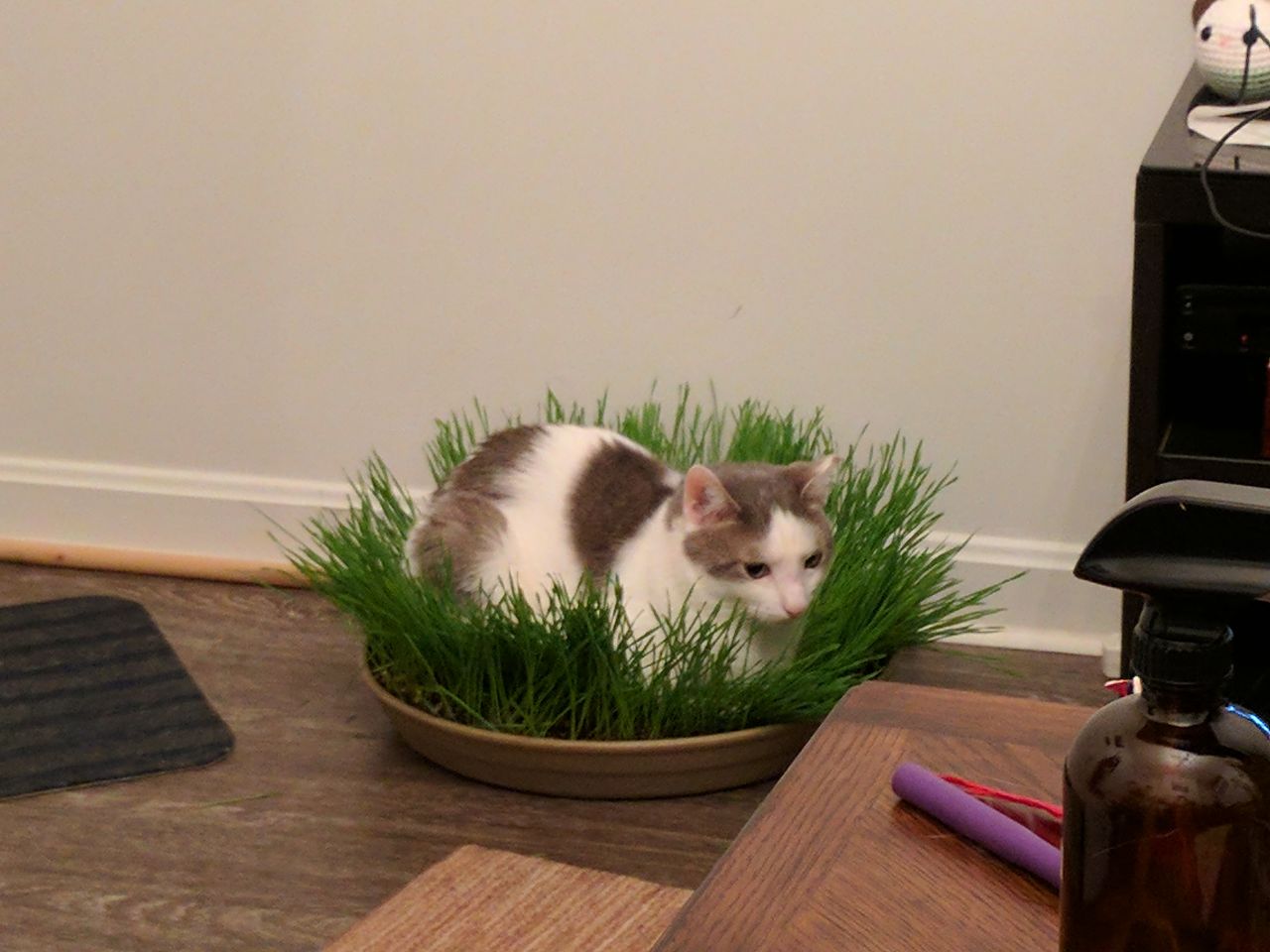 My little guy lounging in some cat grass. r/cats