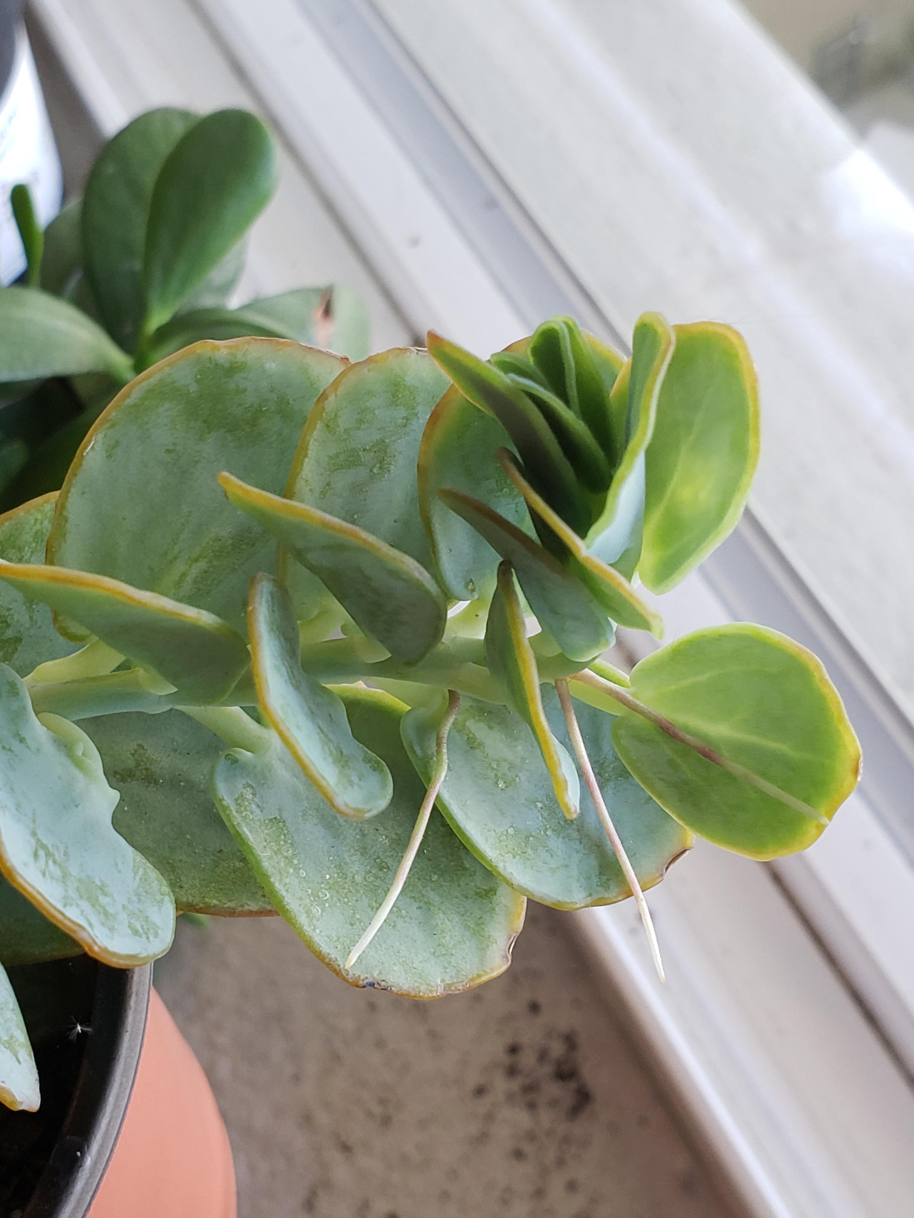 Kalanchoe Marnierana props I planted from beheading are all growing