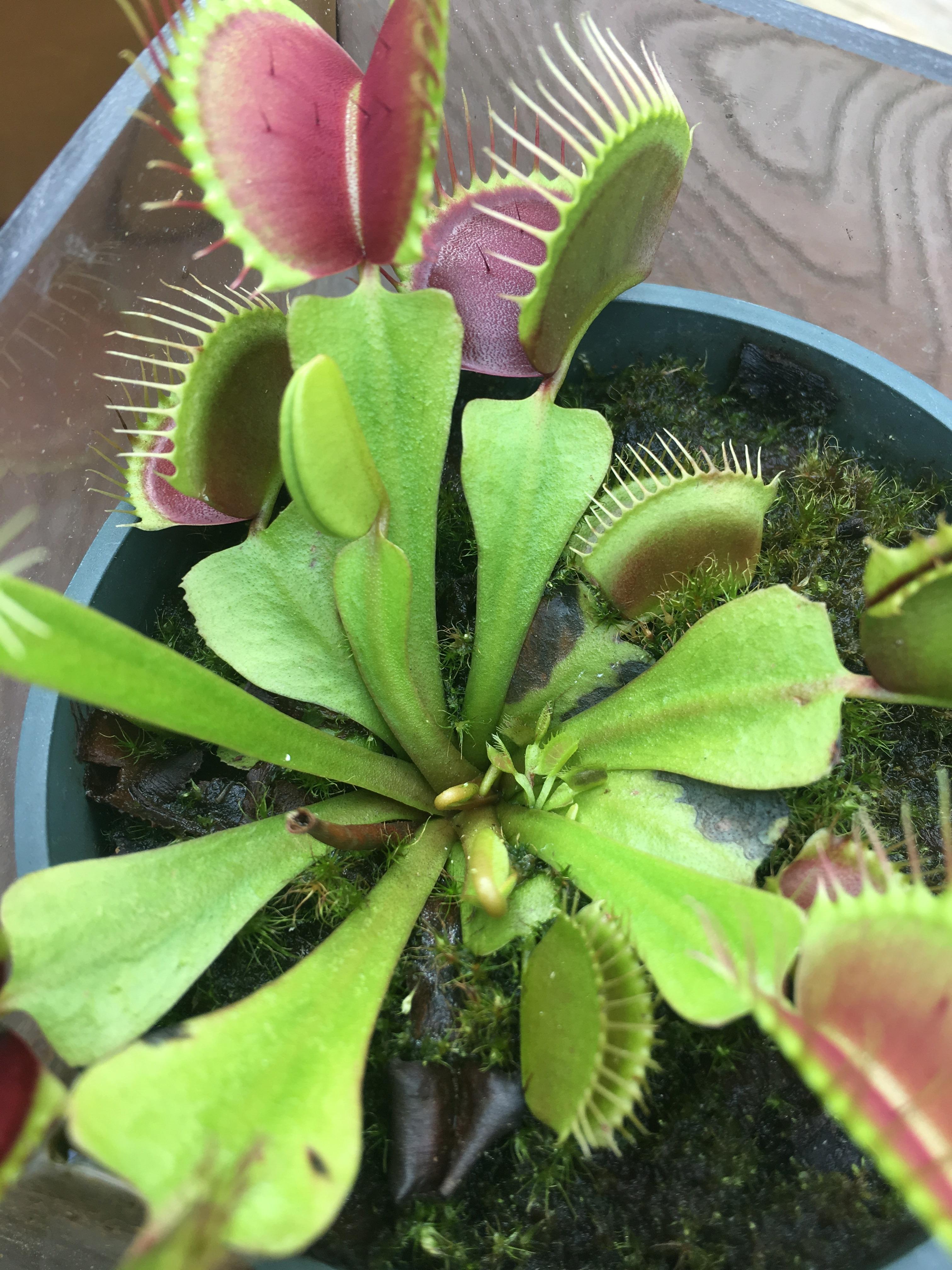 My Venus fly trap is growing little babies r/SavageGarden