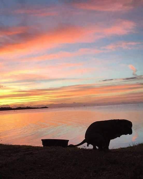 Beautiful Sunset With My Dog r/pics