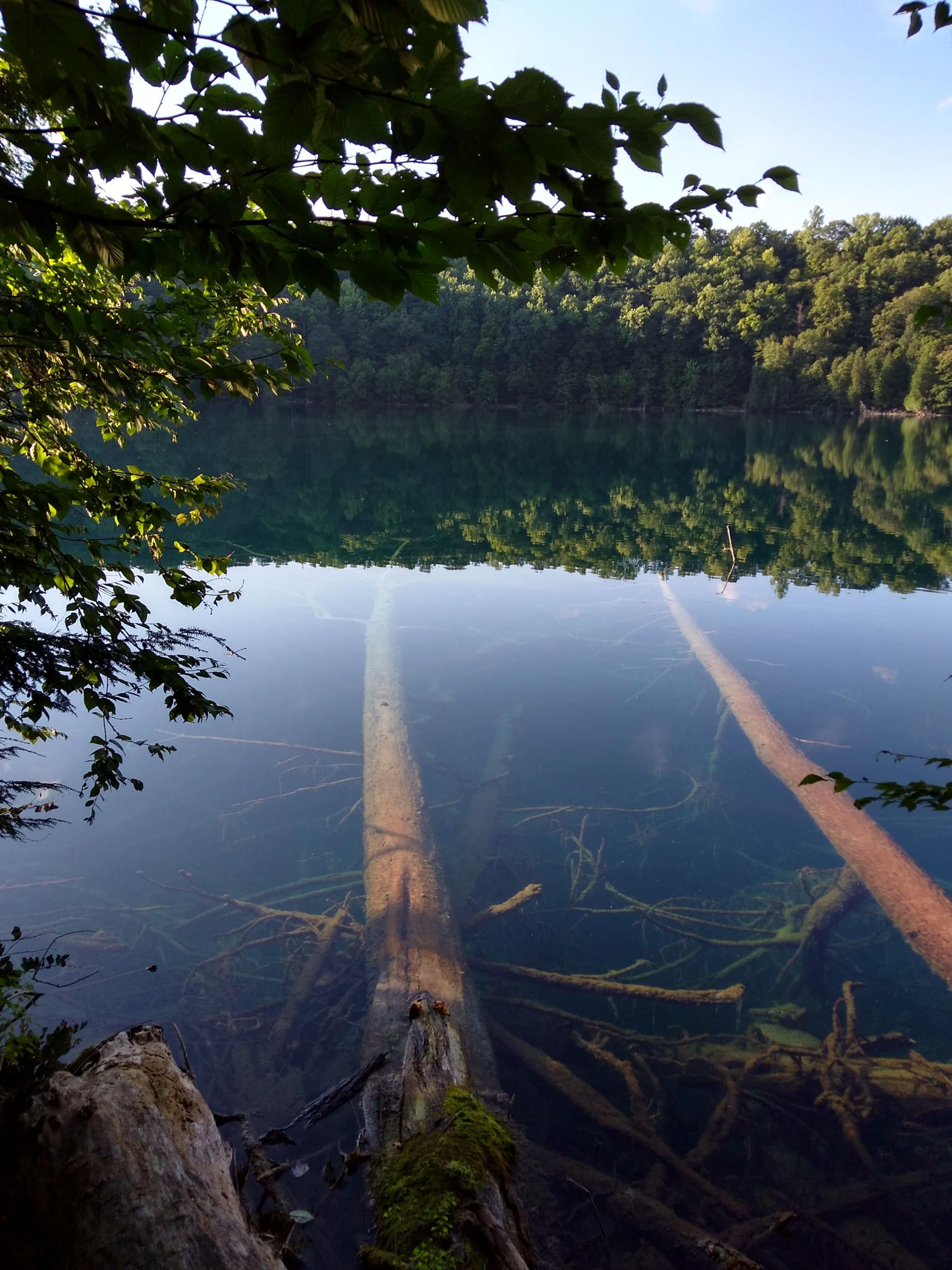 Trees underwater on the edge of a clear, deep, lake r/thalassophobia