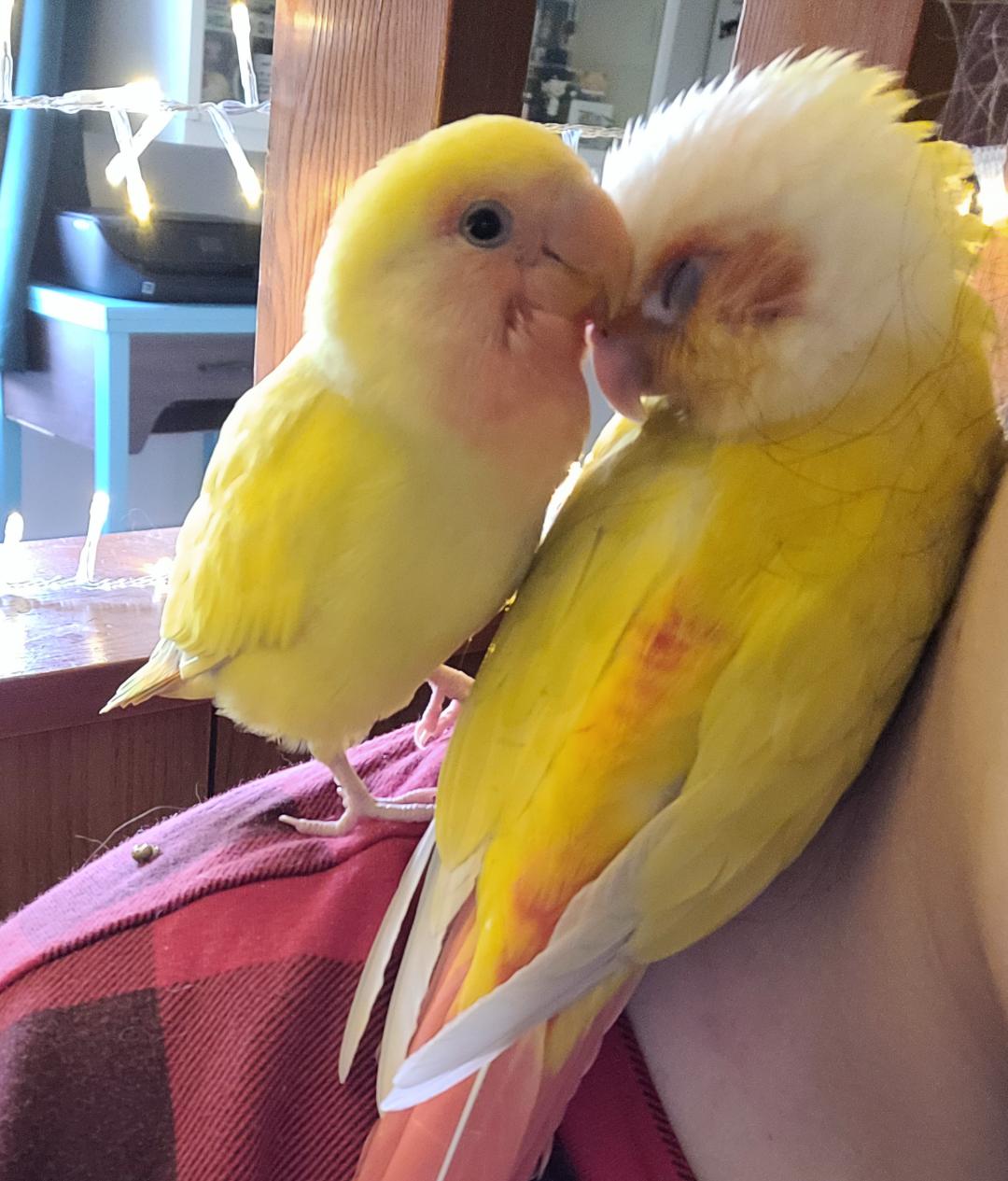 best birb buddies? Lovebird and Sun Cheek Conure snuggled up (and yes