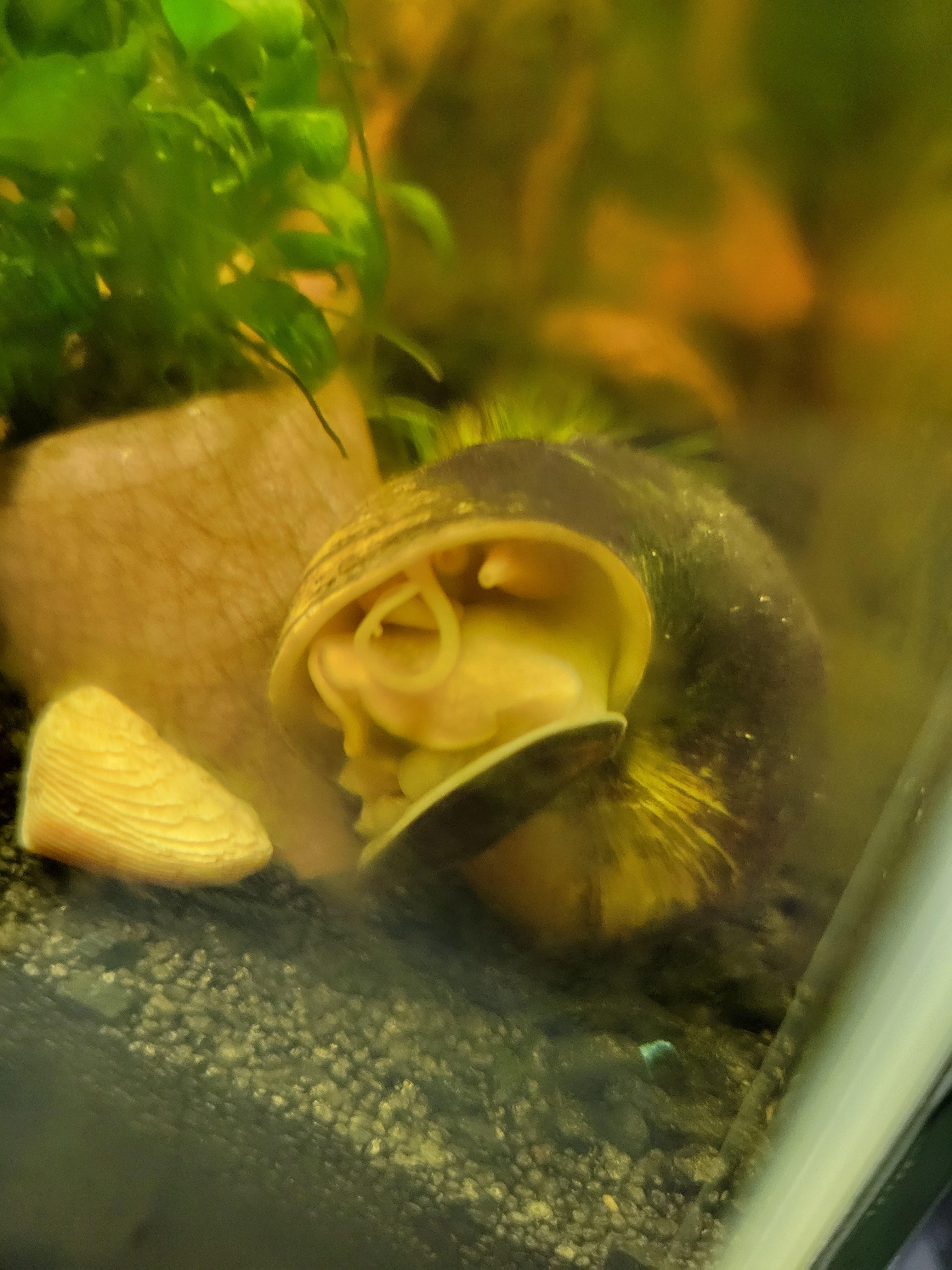 Please help! my mystery snail has suddenly extremely lethargic