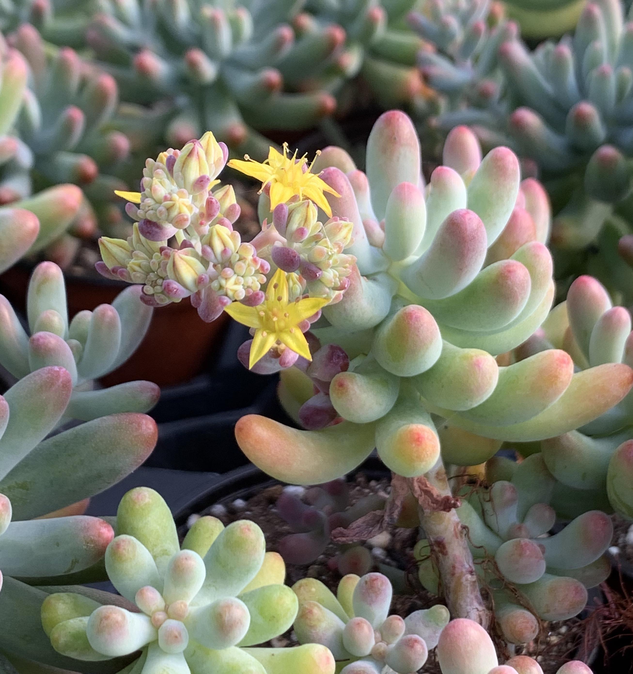 Bloomin' beans! Sedum Pachyphyllum 'Jelly Beans' r/succulents
