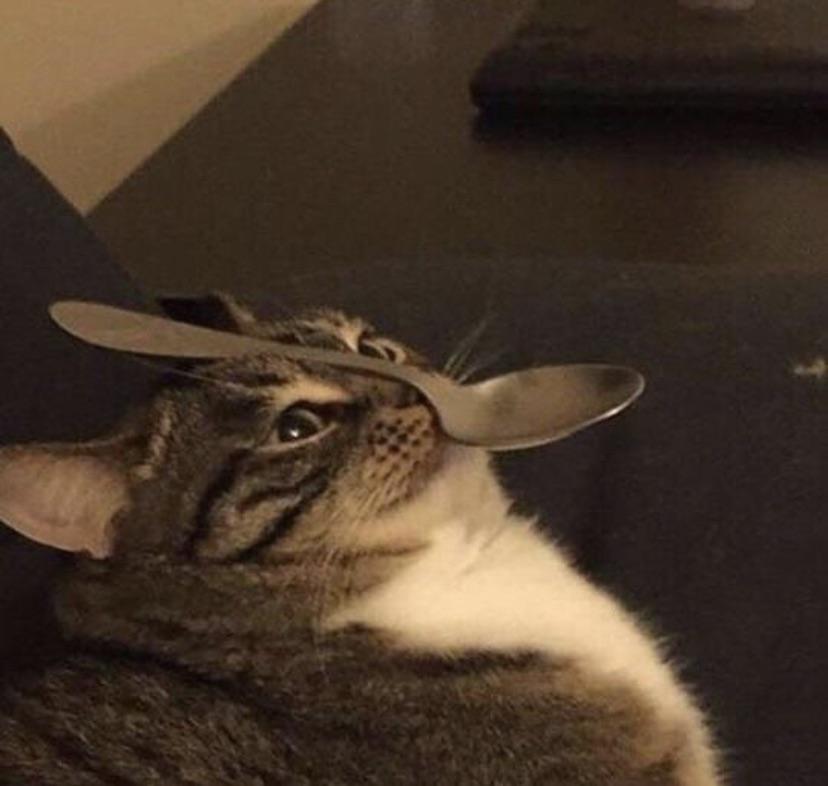 my friends cat and a spoon r/AnimalsBeingDerps