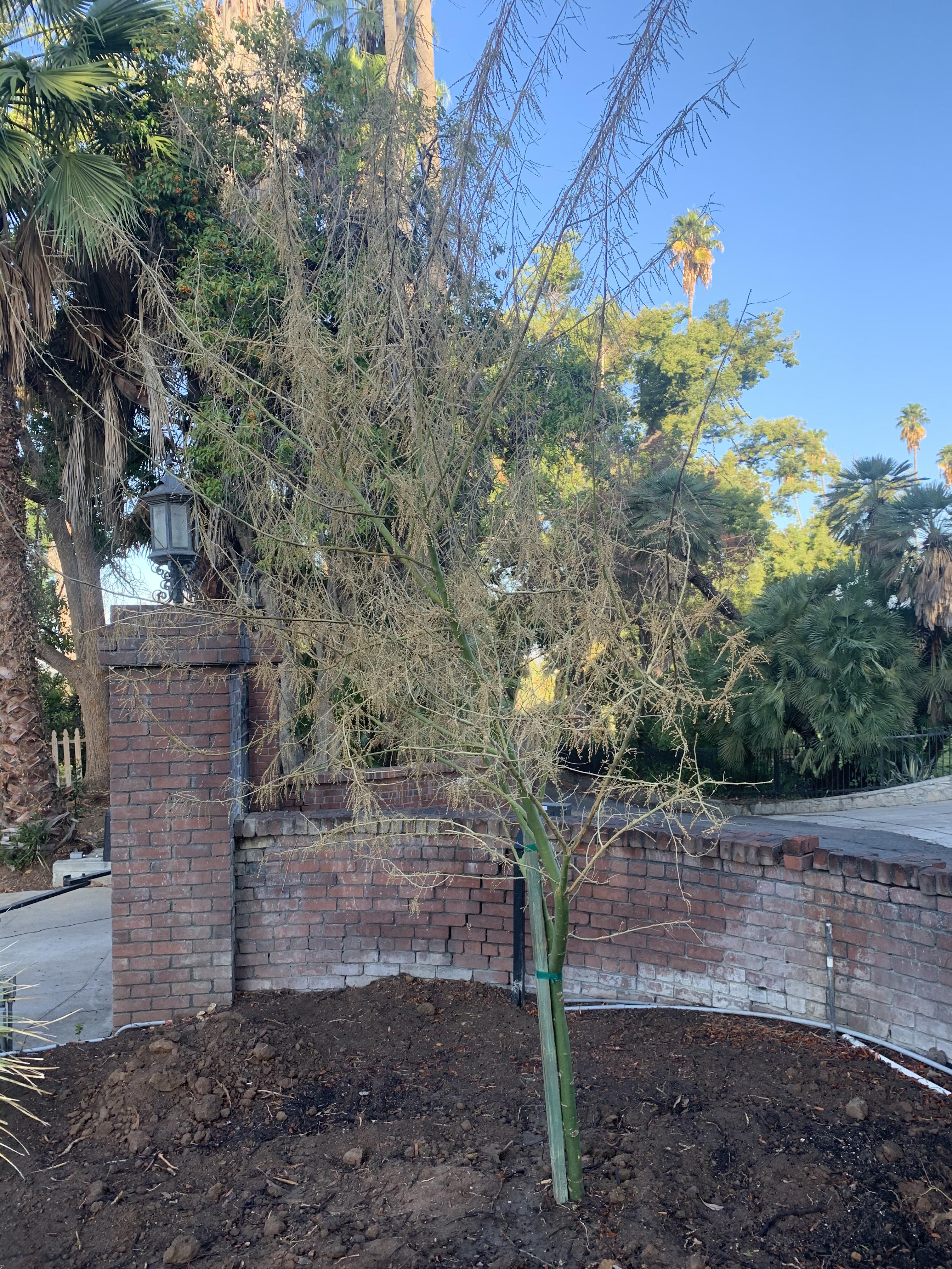 Is my newly planted Palo Verde tree dying? r/landscaping