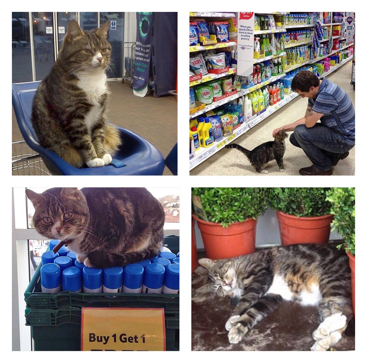 My local supermarket (Devon, U.K.) has a cat that lives there. He's