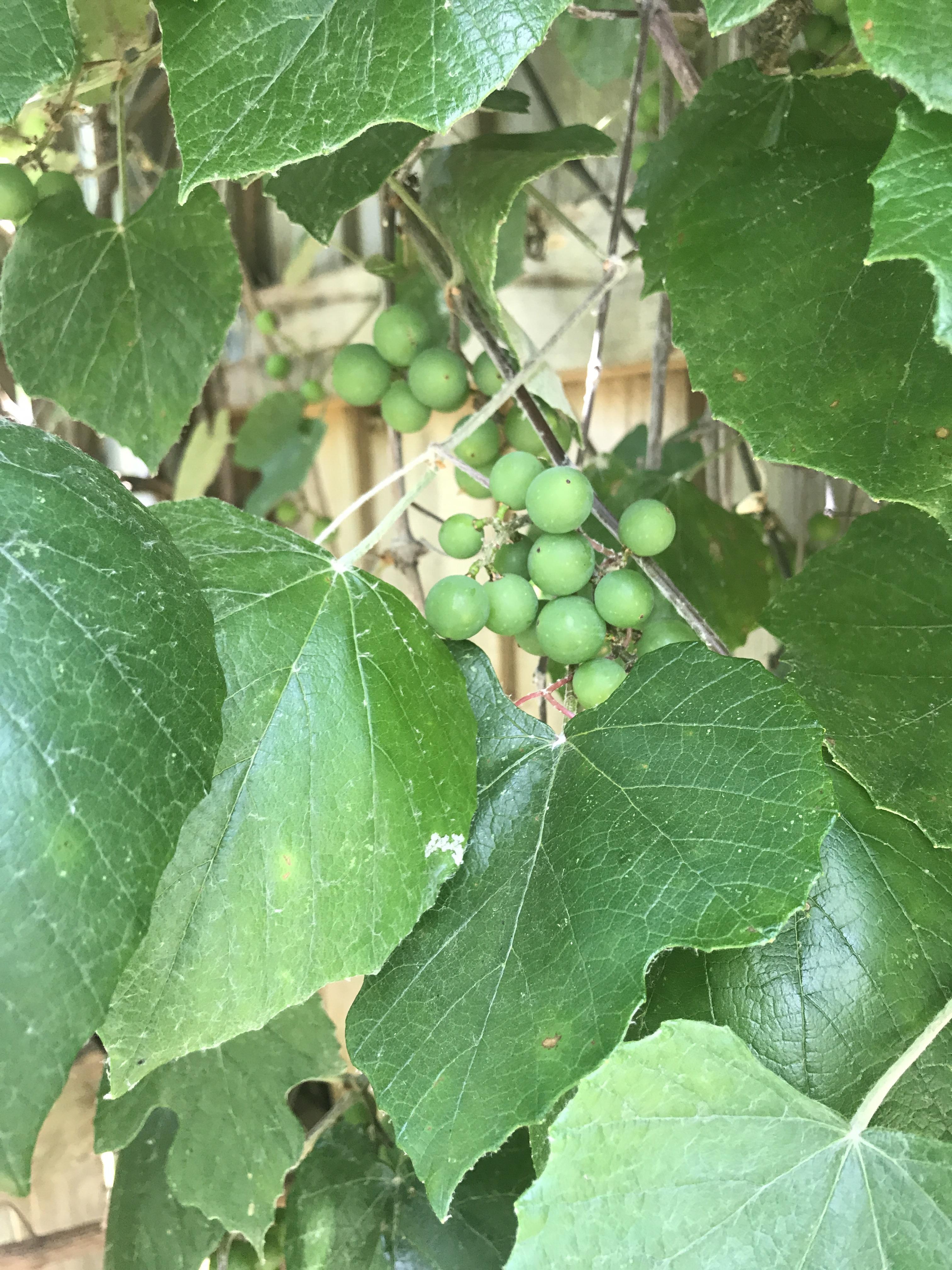 What are these and are they Poisonous r/Berries