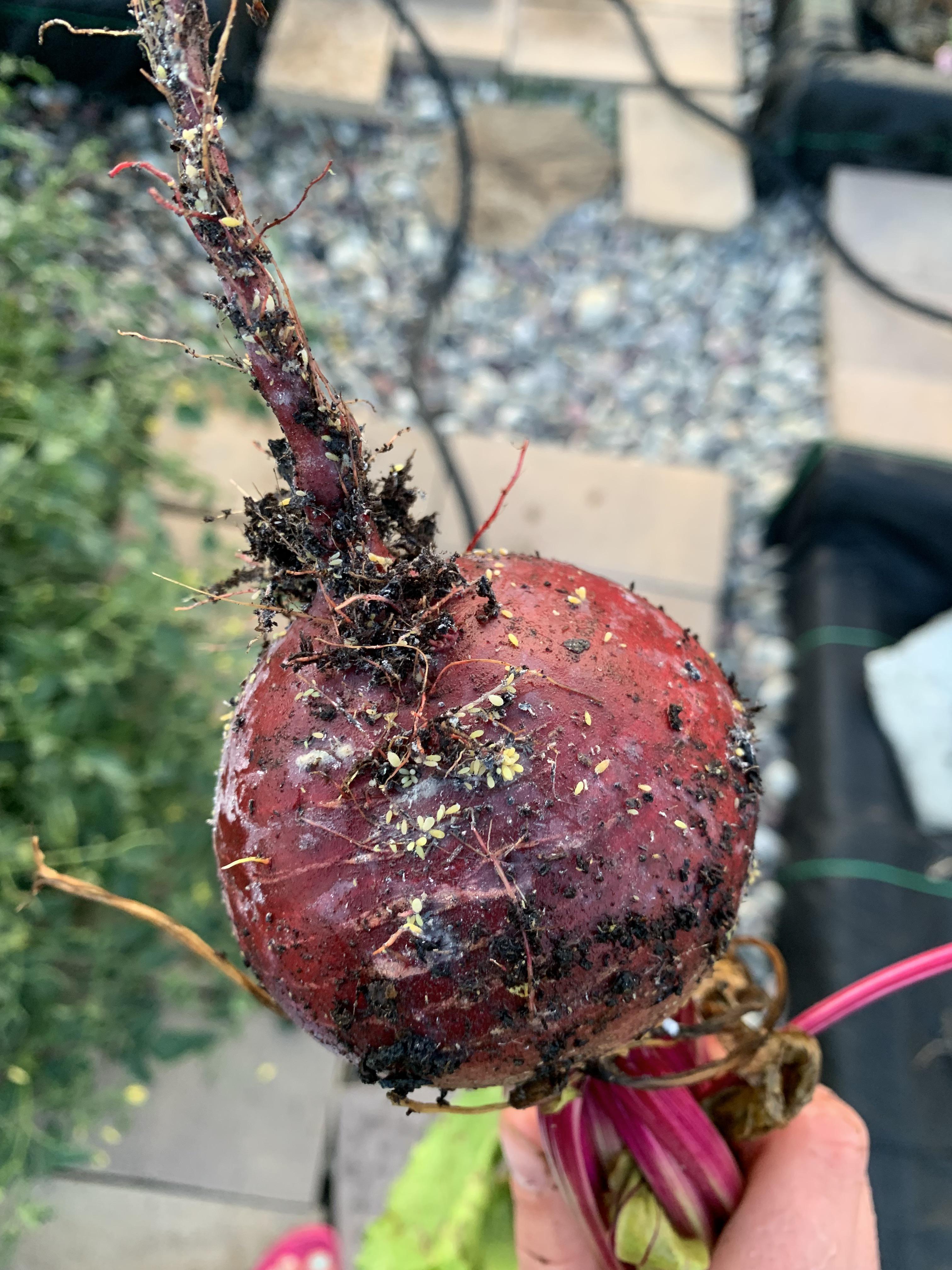 What are these underground pests on my beets? r/gardening