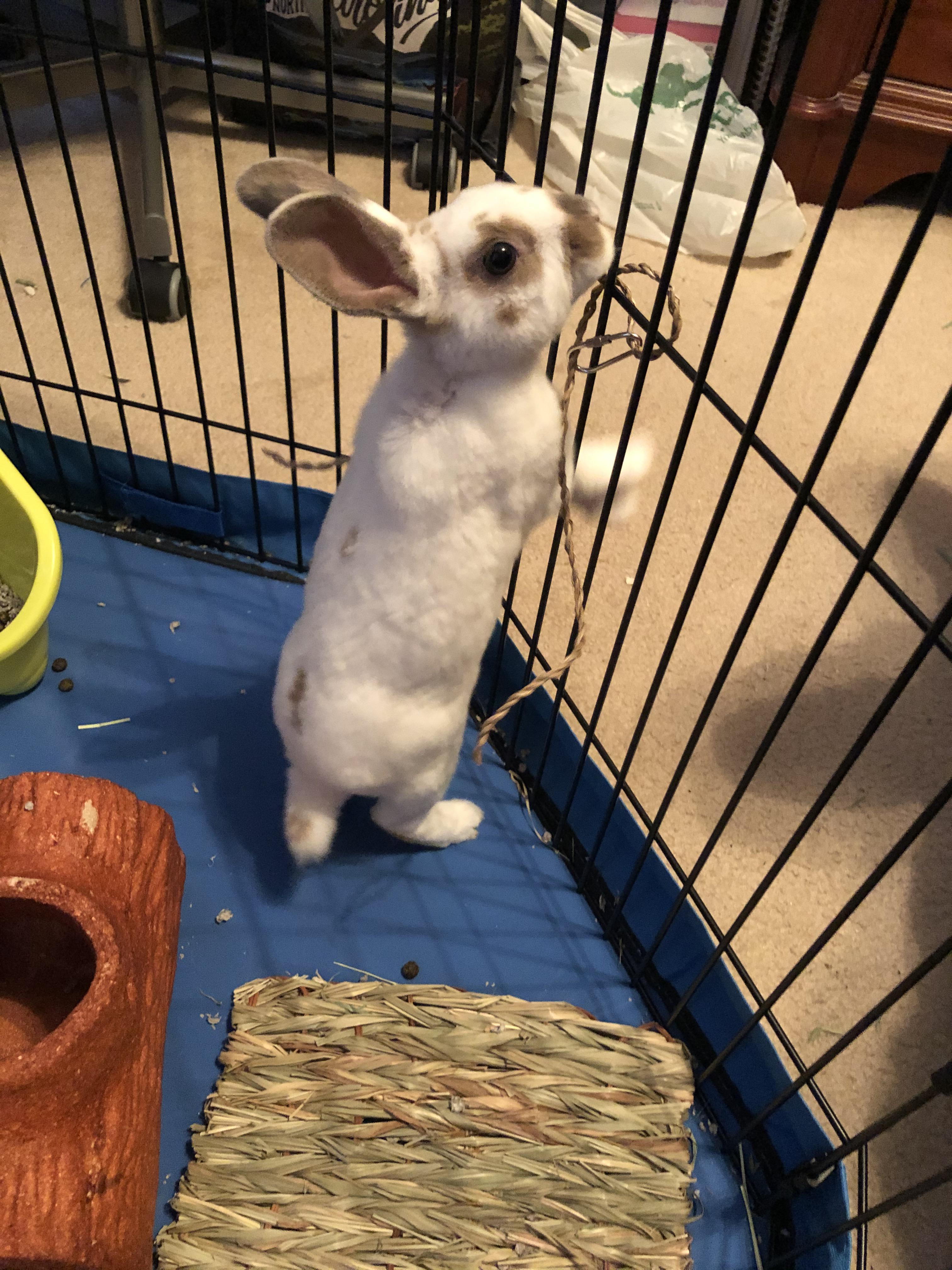 41 Hilarious God of Cricket Puns Punstoppable 🛑