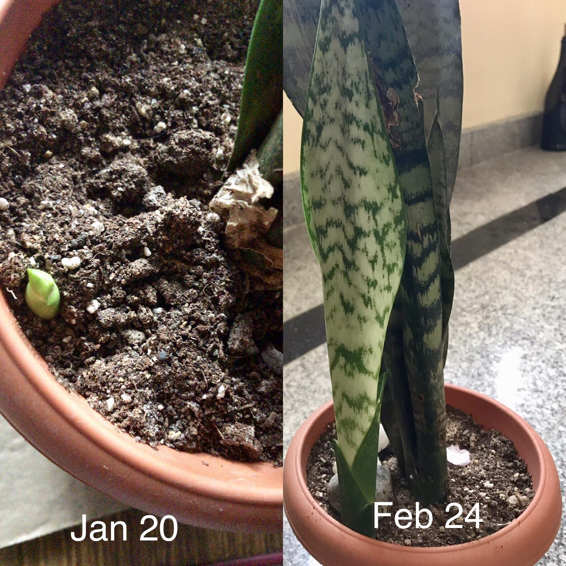 Sansevieria new baby growth Plant_Progress