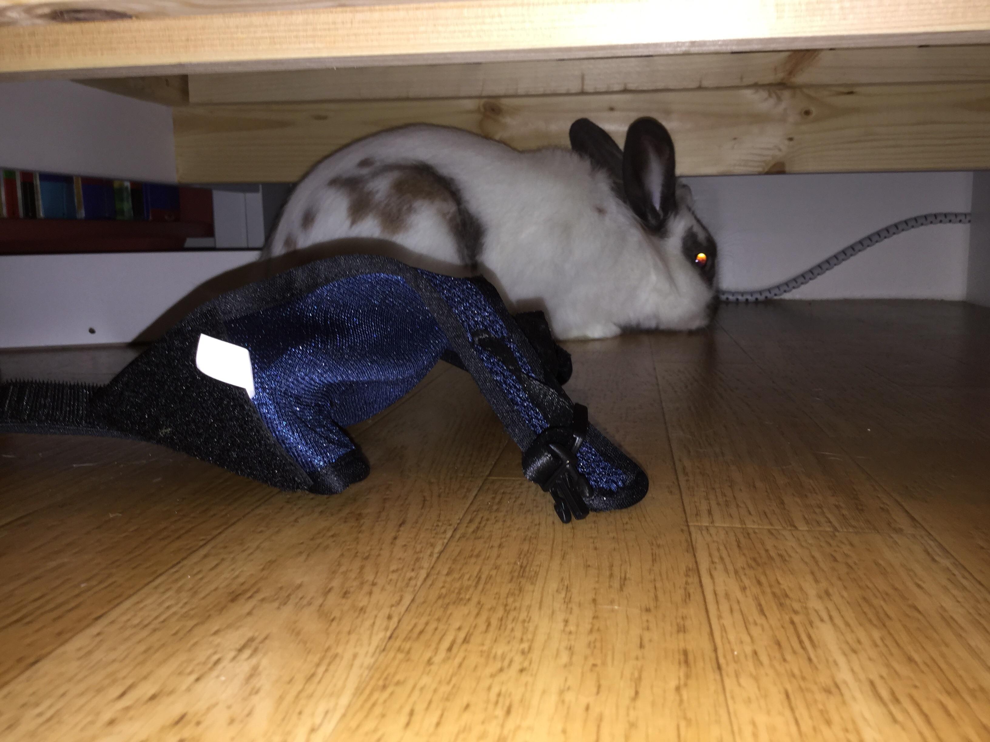 i recently bought a leash for my rabbit, but have found it really