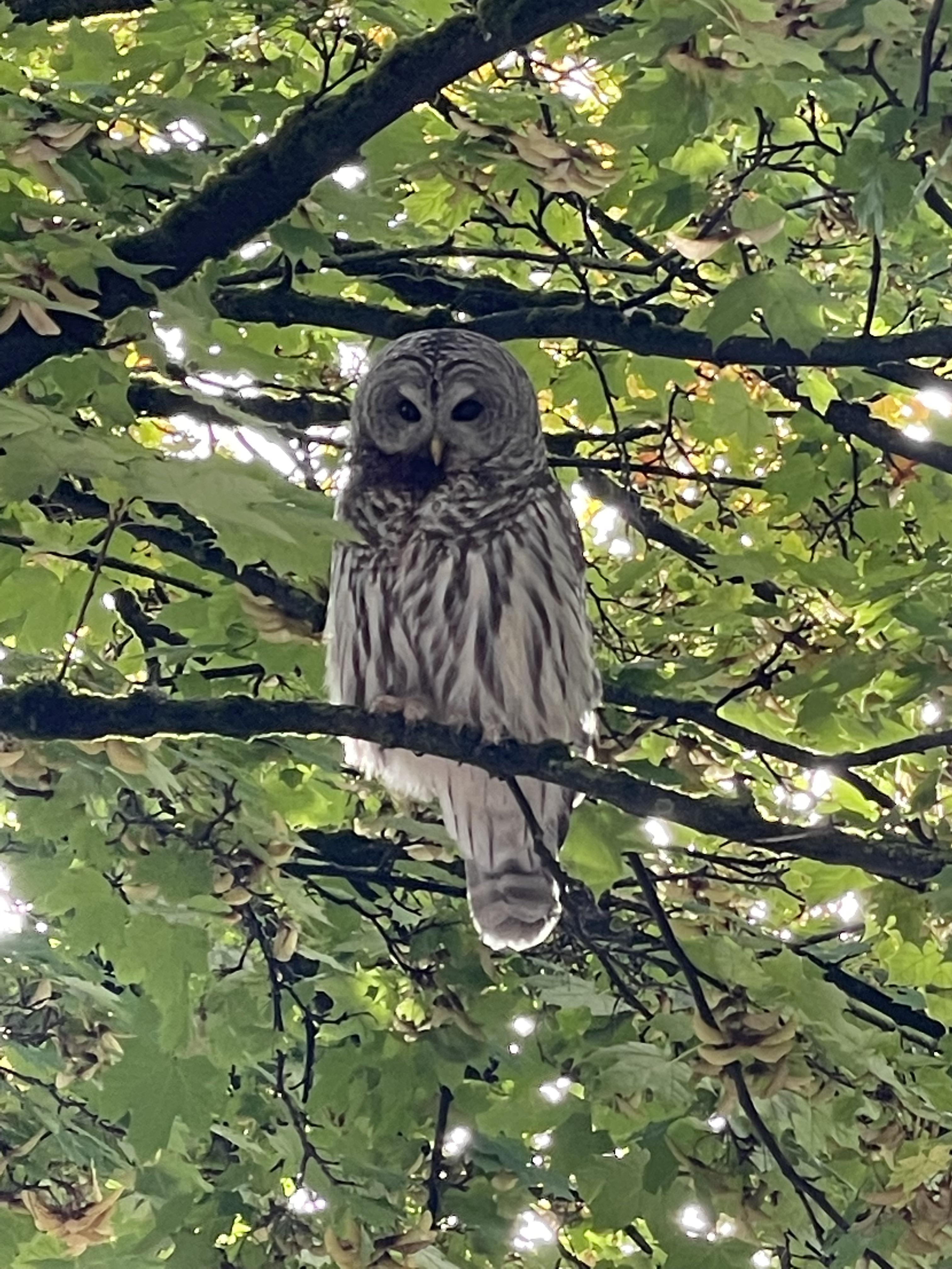 Spotted a Barred Owl in downtown Portland, Oregon! r/Superbowl