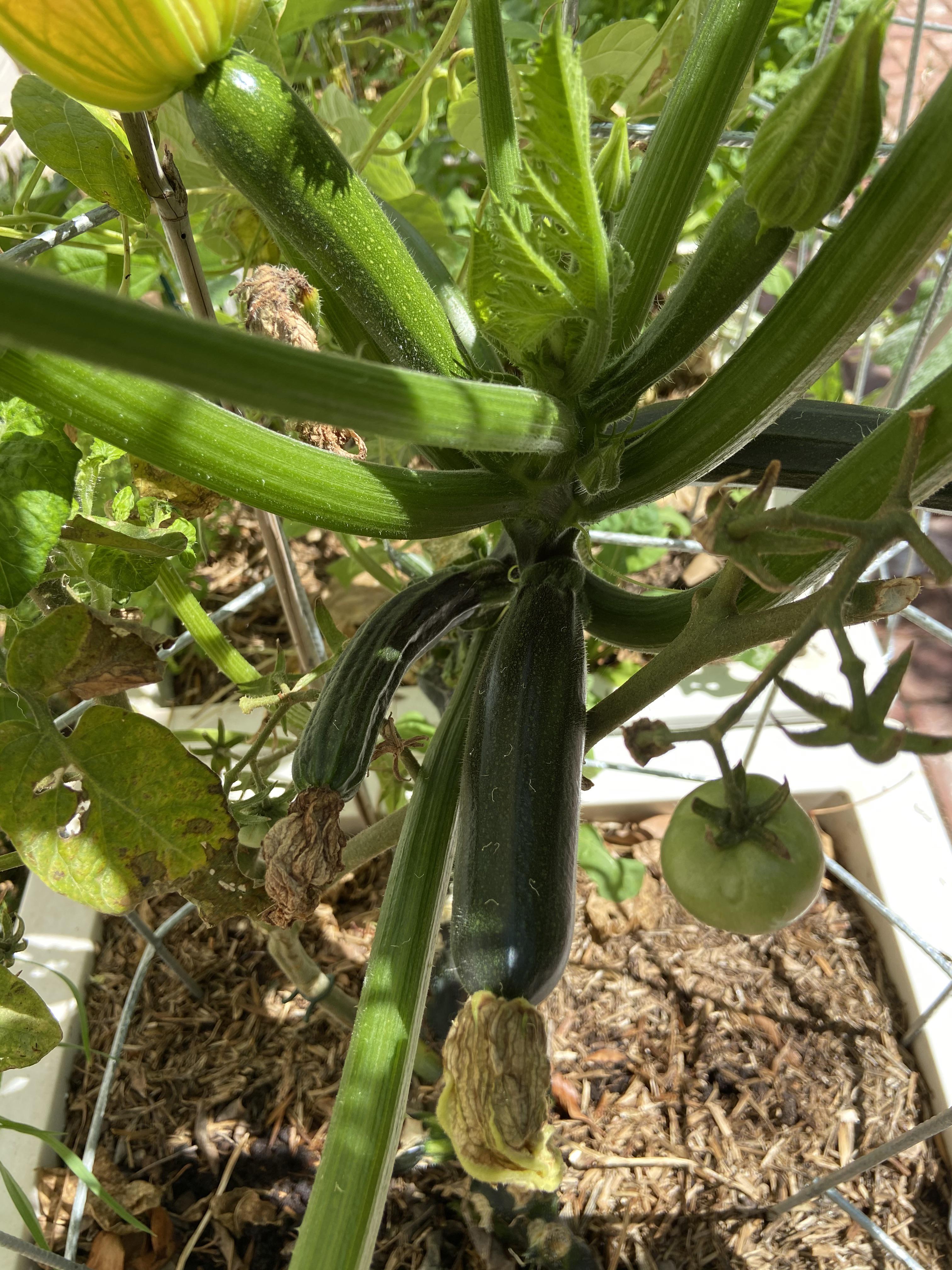 Small zucchini, why wont they get bigger? Full sun in planter box
