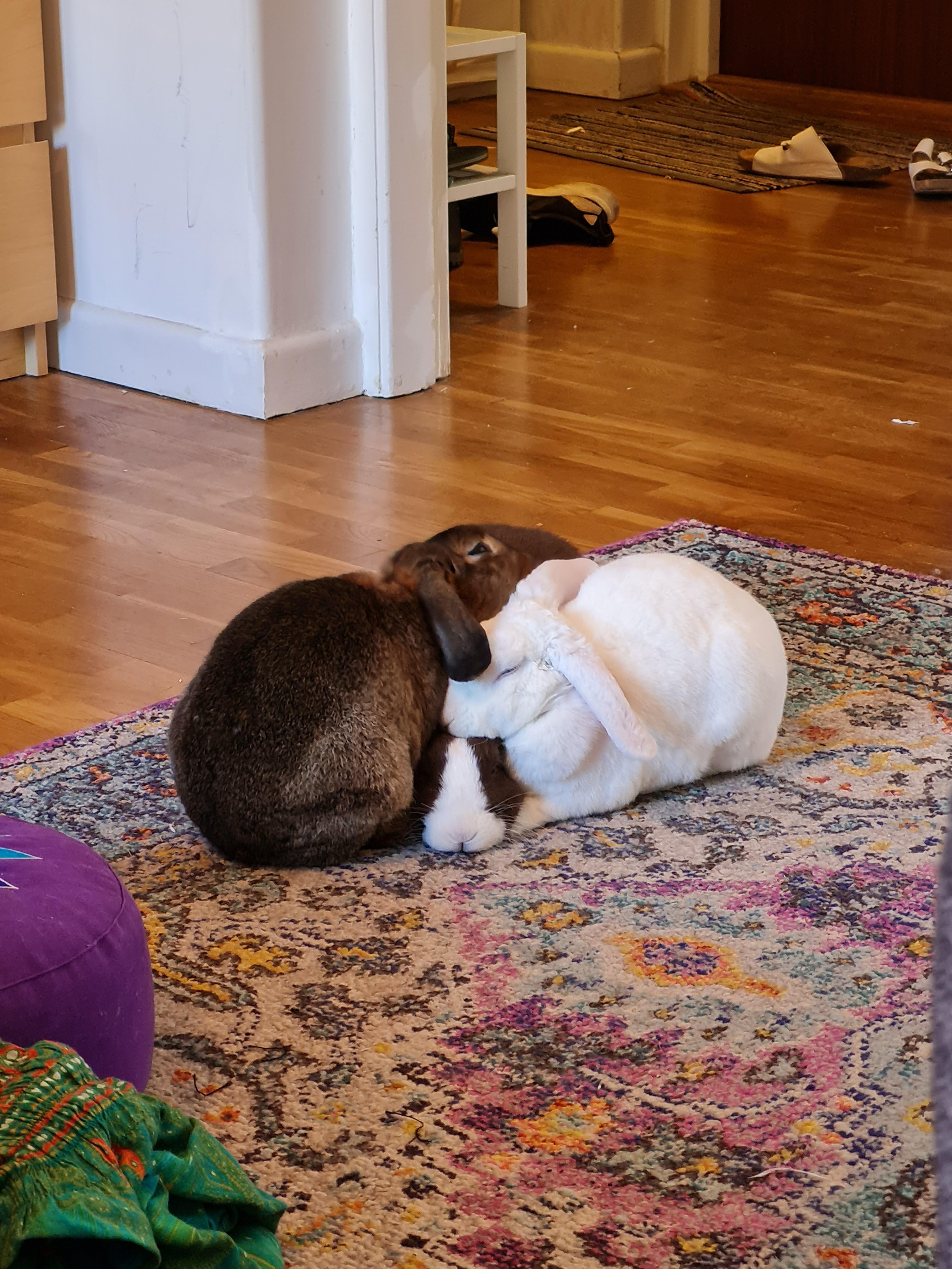 can u spot the dutch bunny? 🤓 r/dutchbunnymafia