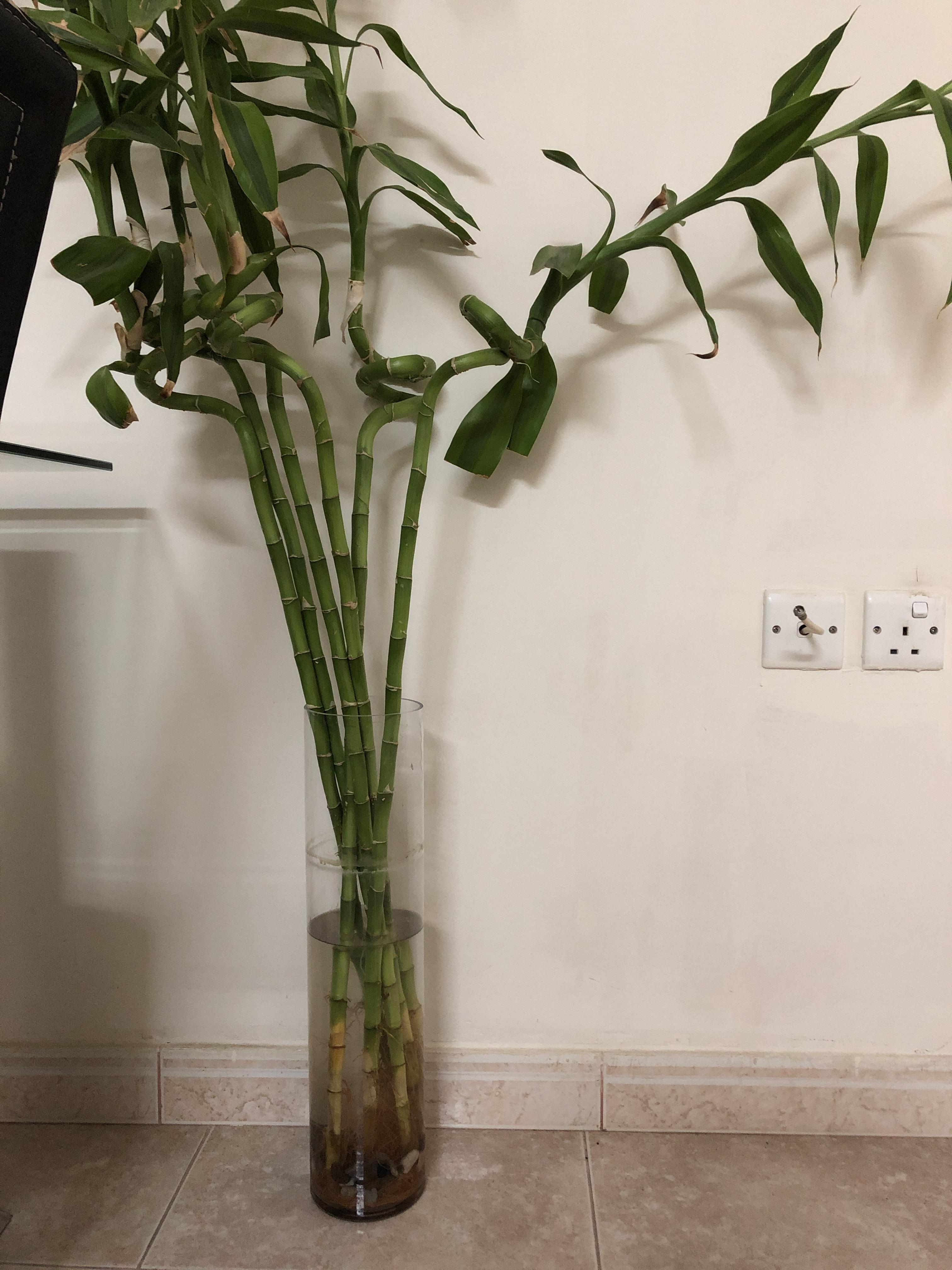 My bamboo isn’t doing well. The other 2 bunches are fine but the water smells in this one soon