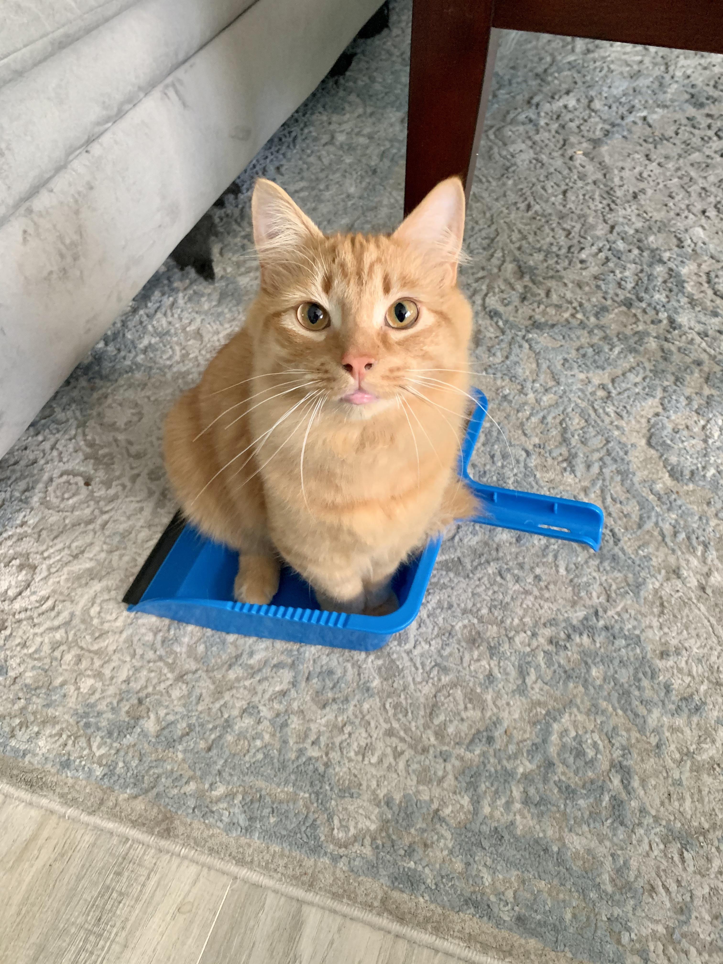 We lost our beautiful 7 month old cat to feline leukemia last night