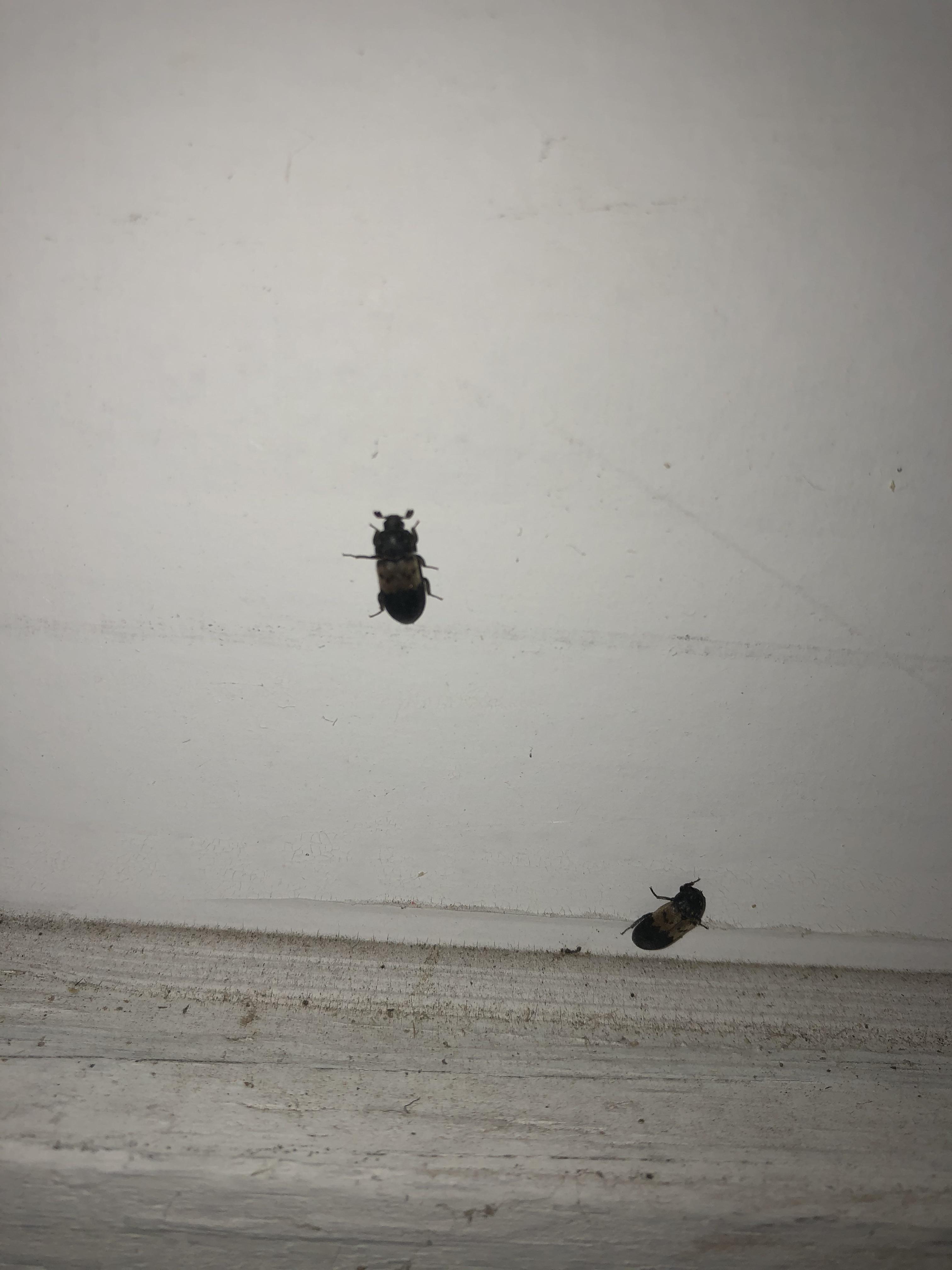 What kind of bug is this? Found with wood shavings on ground as well. r/whatsthisbug