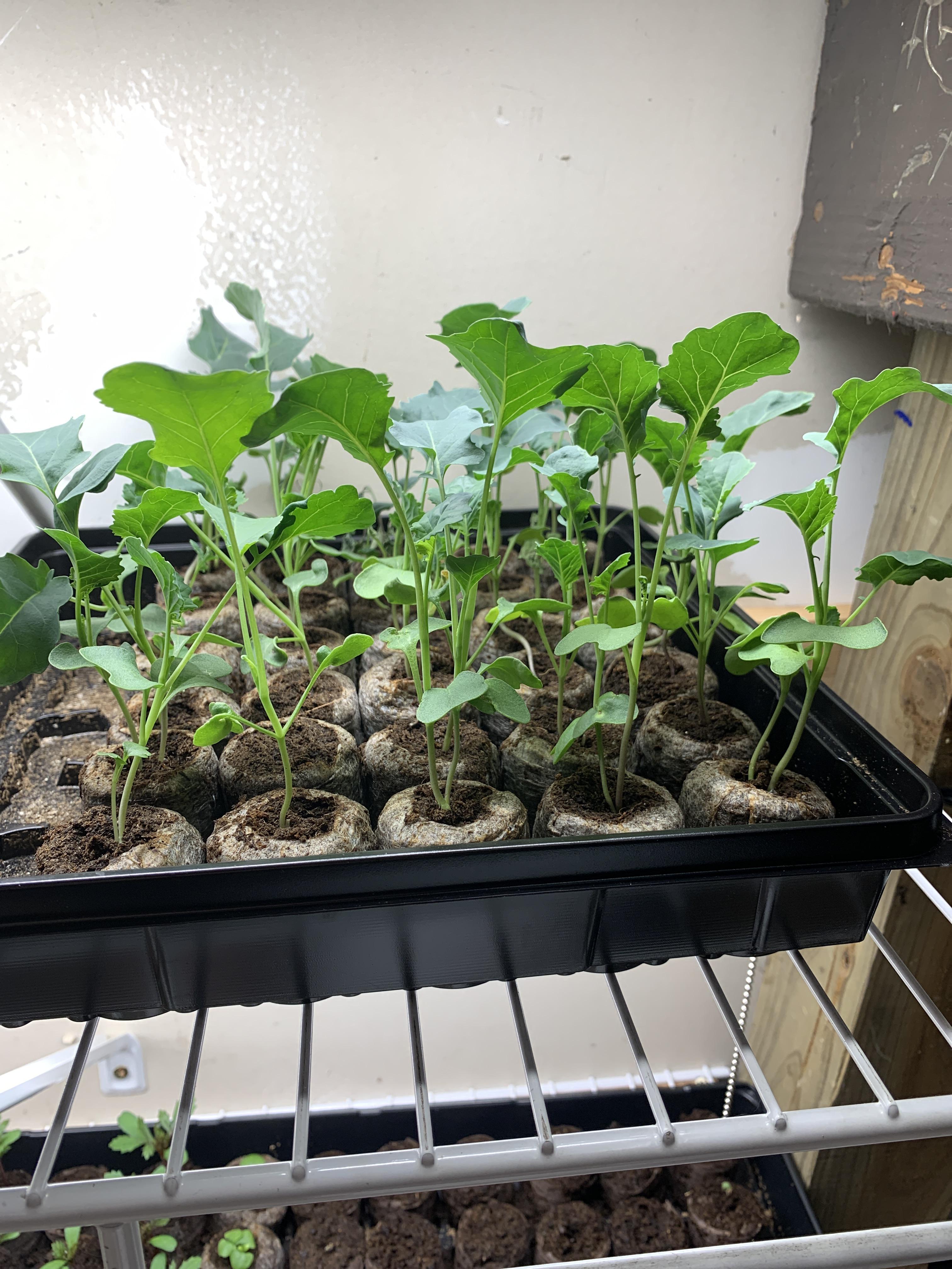 Broccoli too leggy? r/gardening