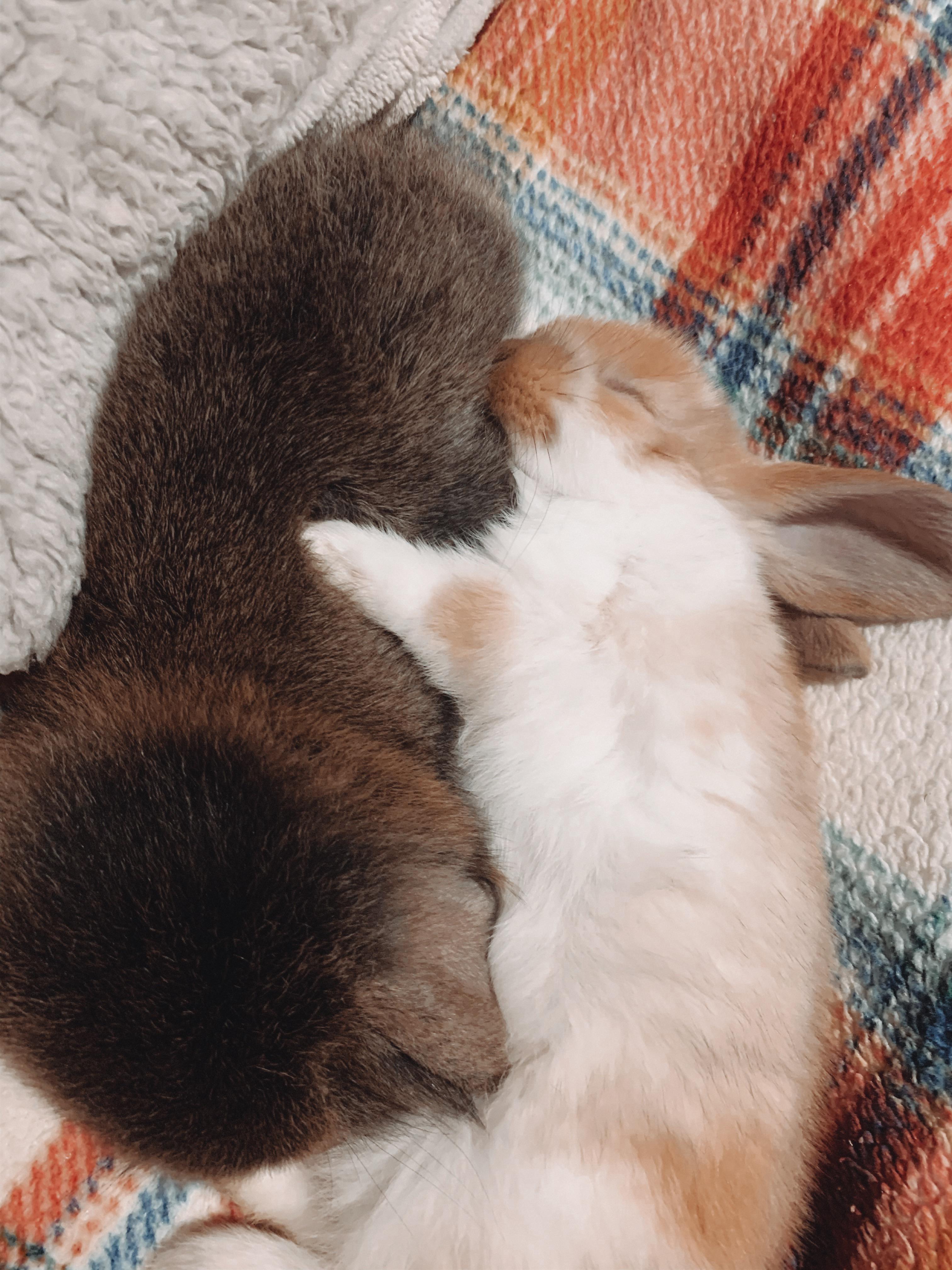 They’re cuddling!! r/Rabbits