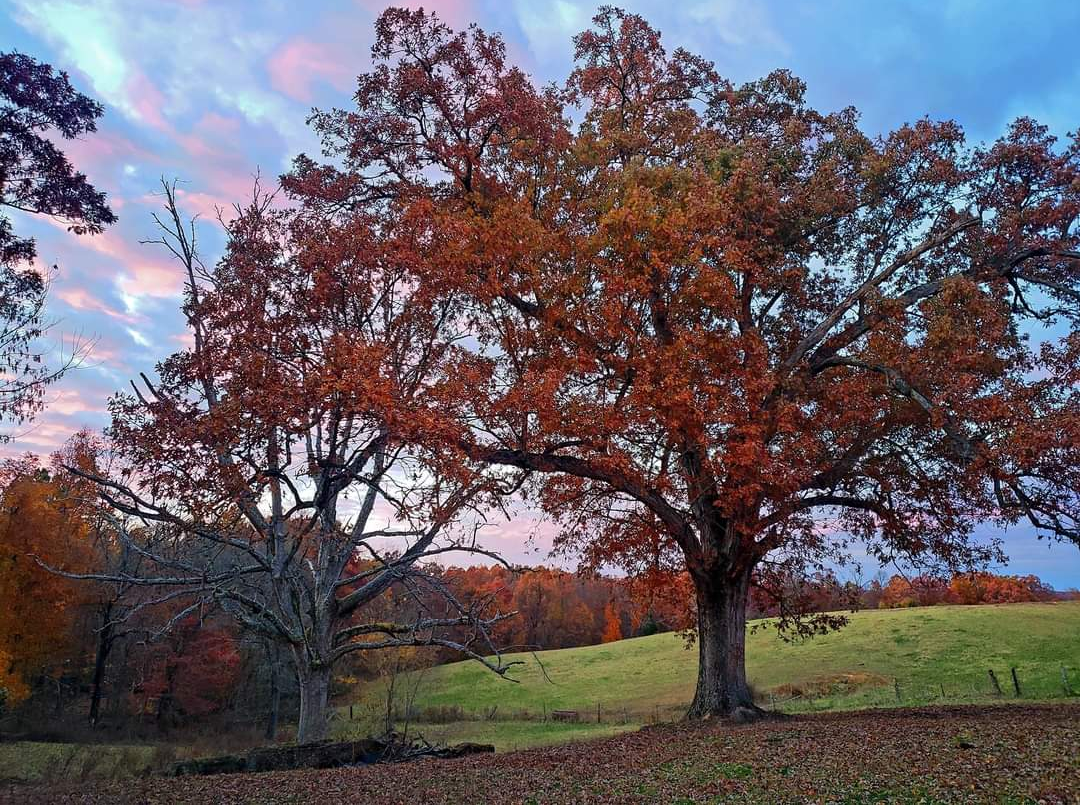 Bittersweet farms Eastview KY 2022 r/AutumnPorn
