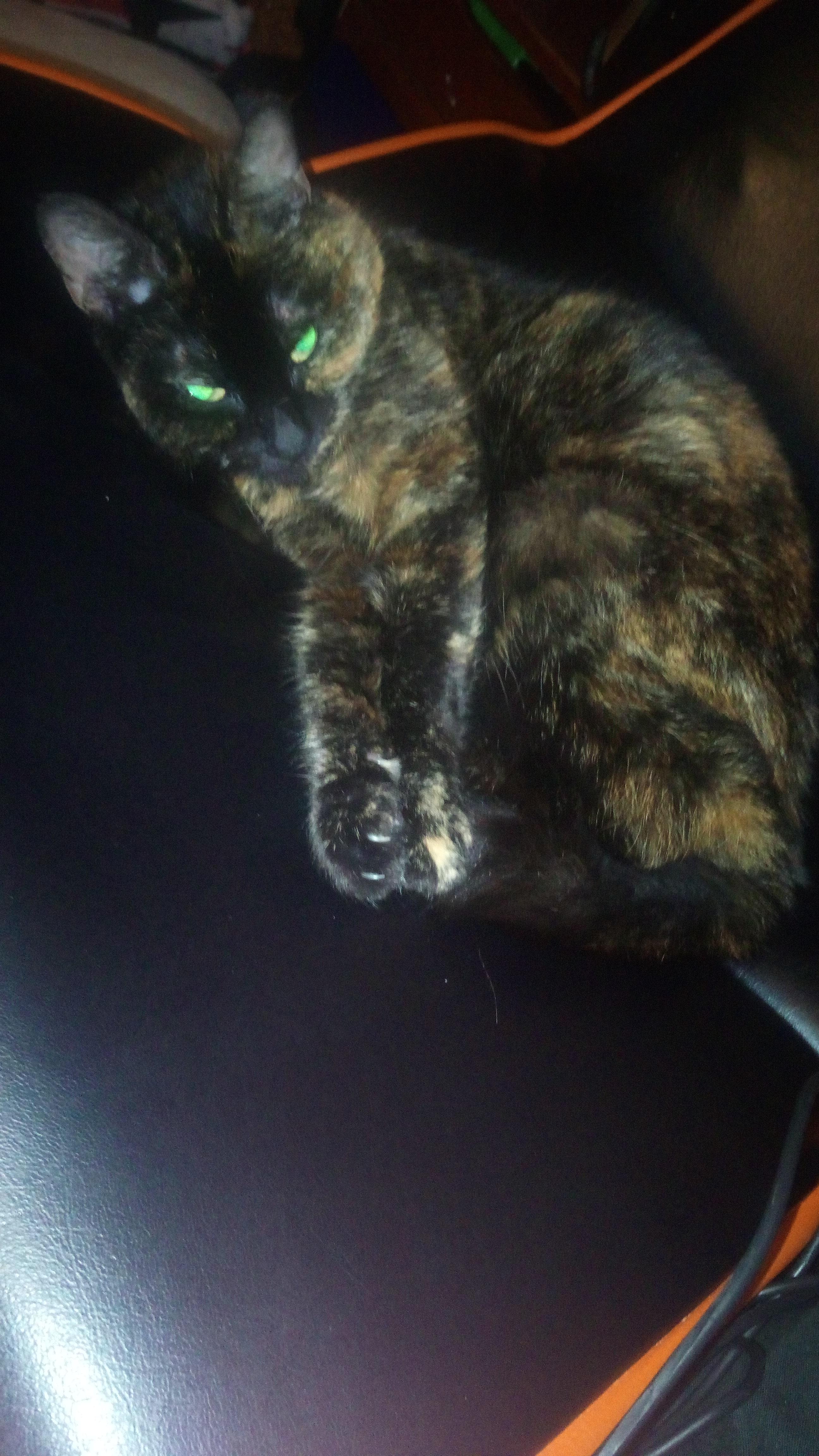 Is my cat cute r/LispyBoi