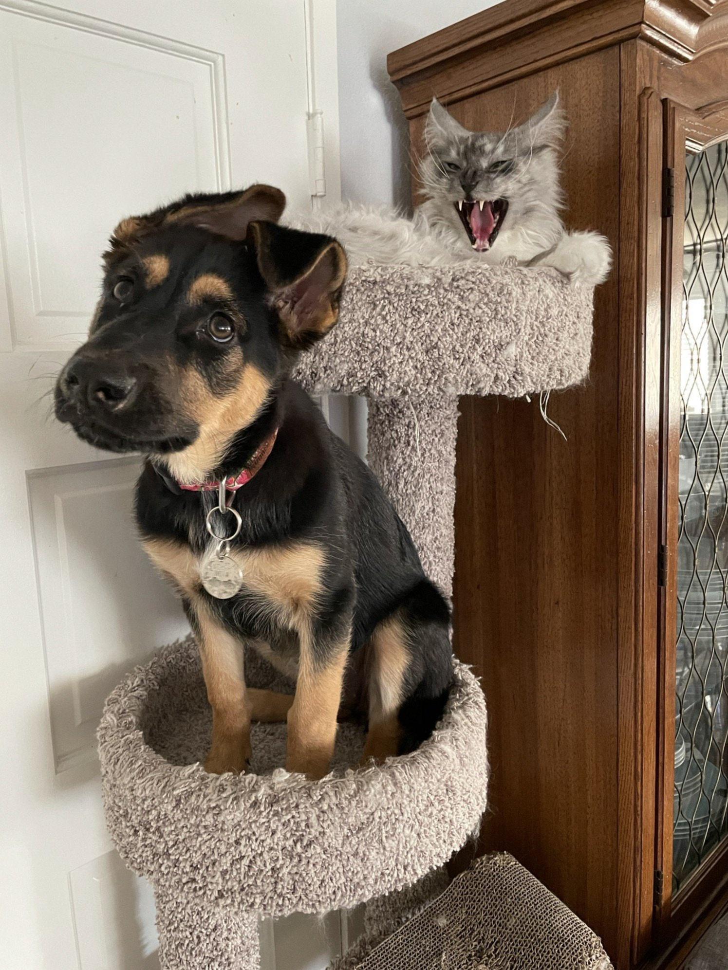 PsBattle Dog on a cat tree