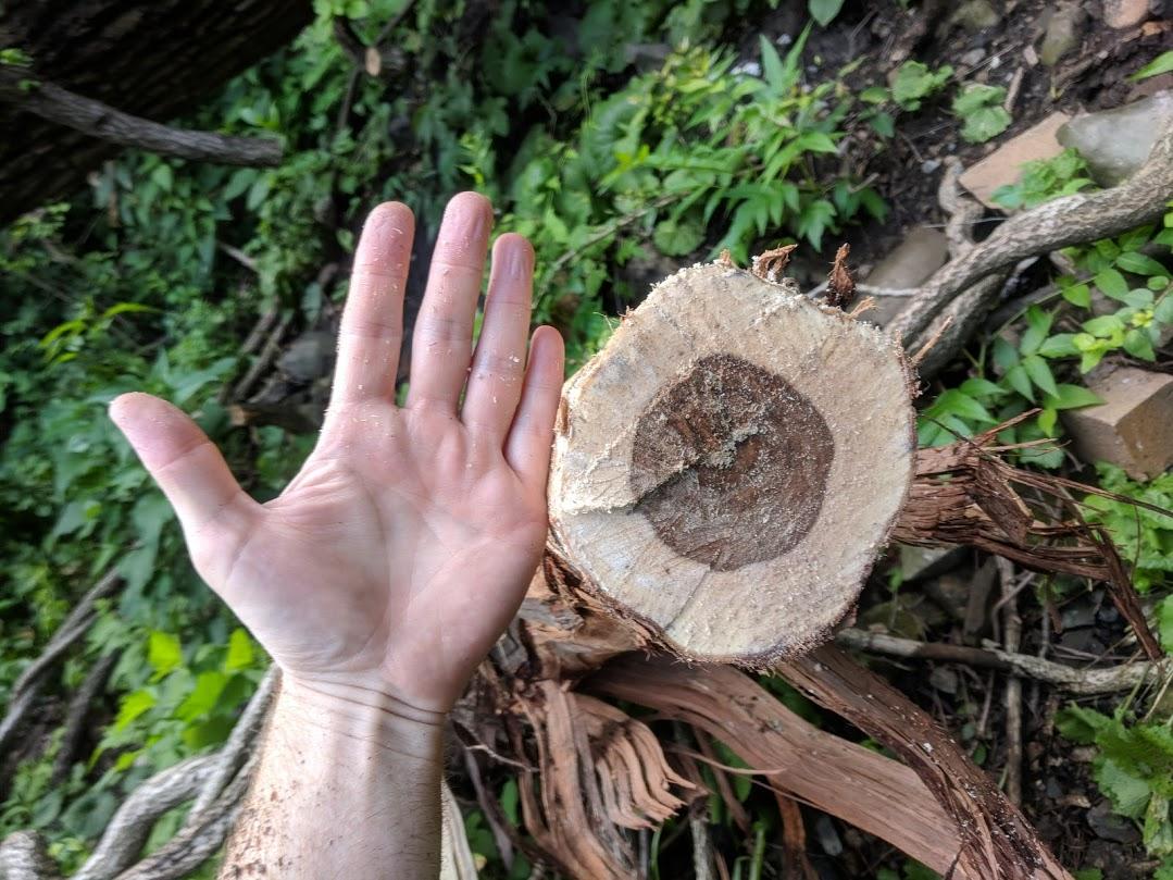 Is wild grape vine good to work with? woodworking