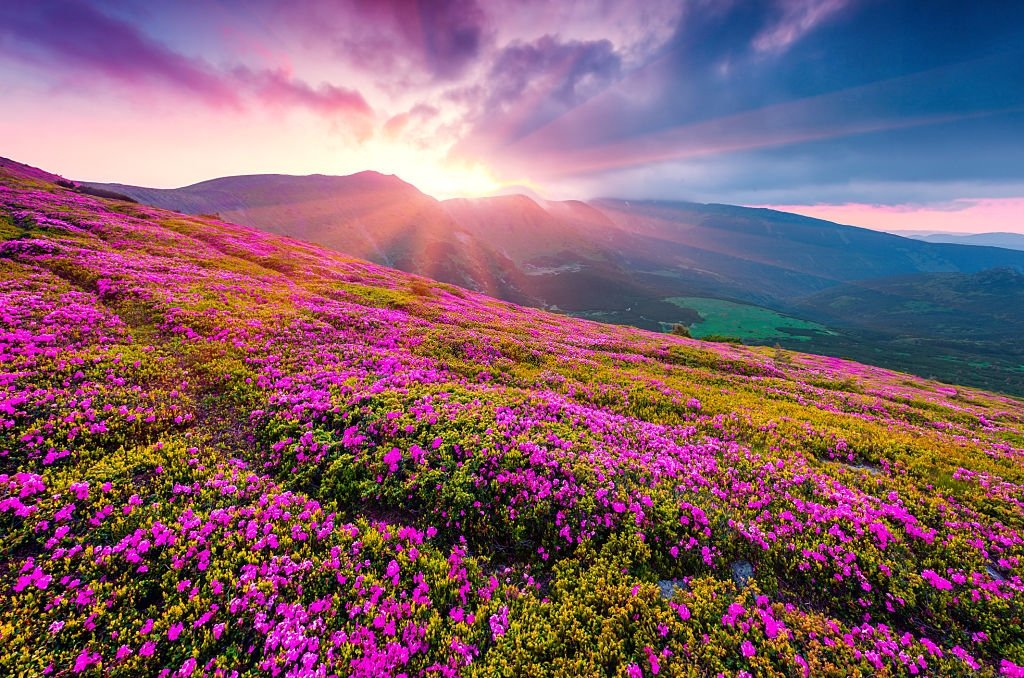 Valley of Flowers Uttarakhand, India! r/pics