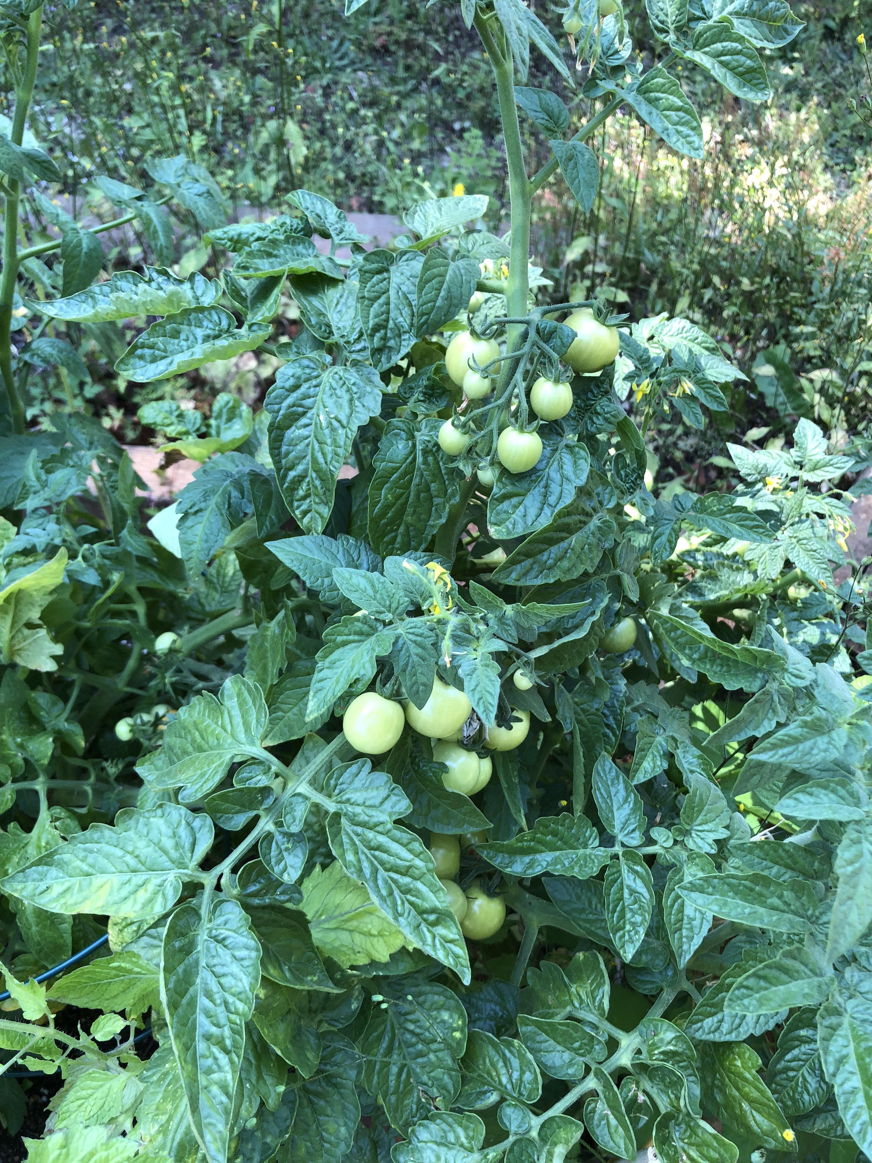 Best purchased from Home Depot ever healthy tomato plant r/gardening