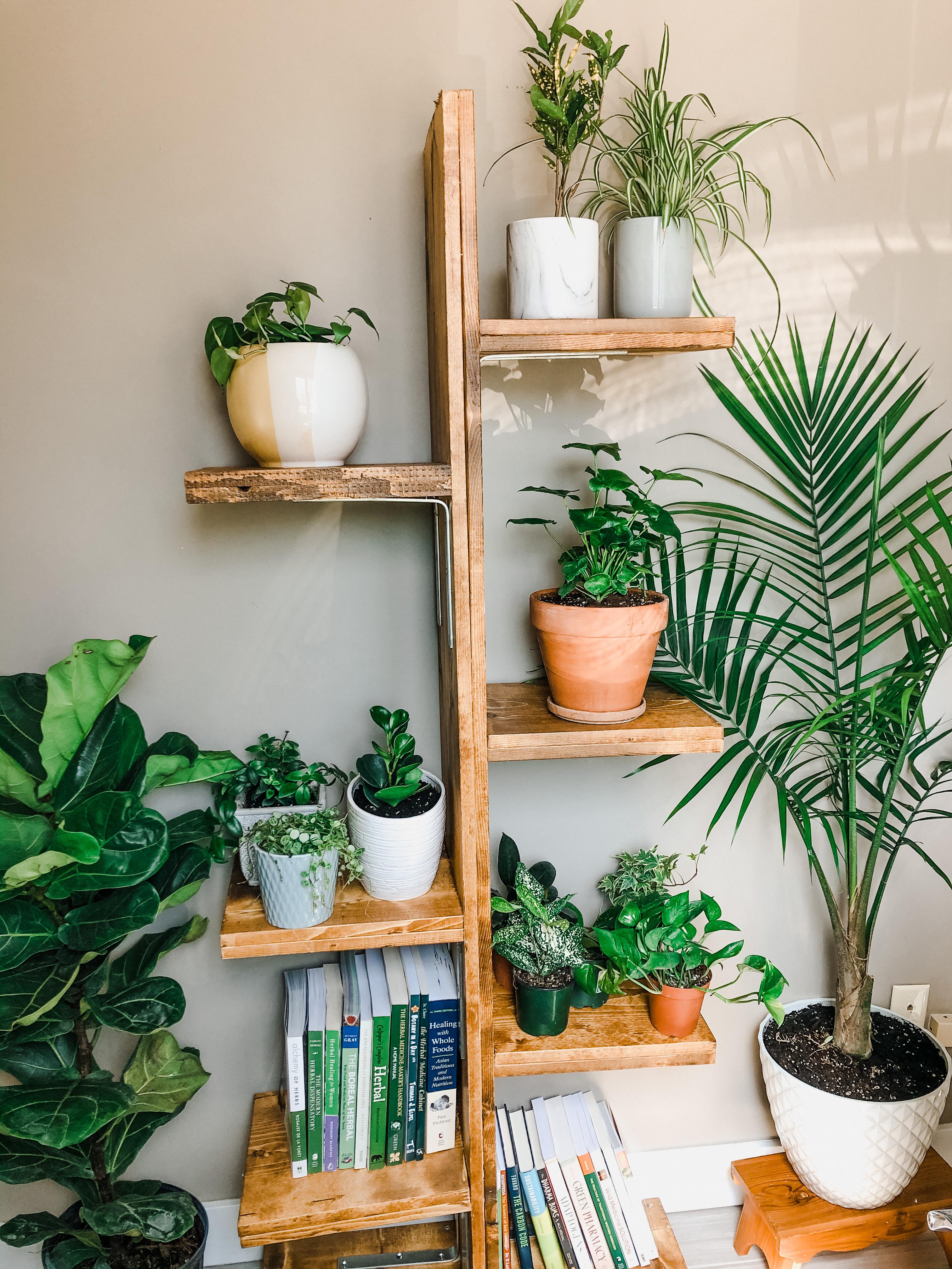 In LOVE with this shelf I found on kijiji. My new obsession is thriving