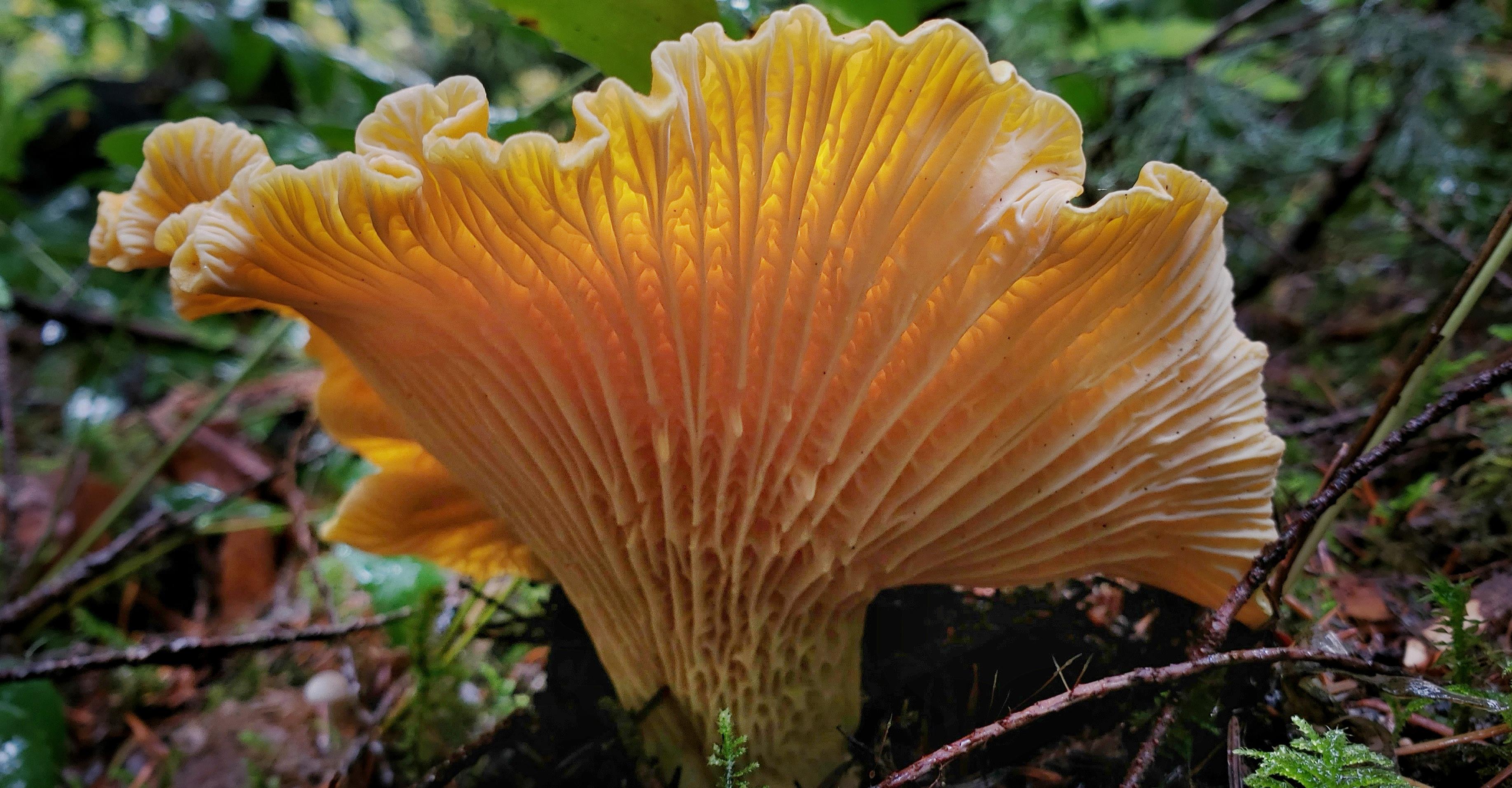 The forked decurrent ridges of Chanterelles. The early rains have made
