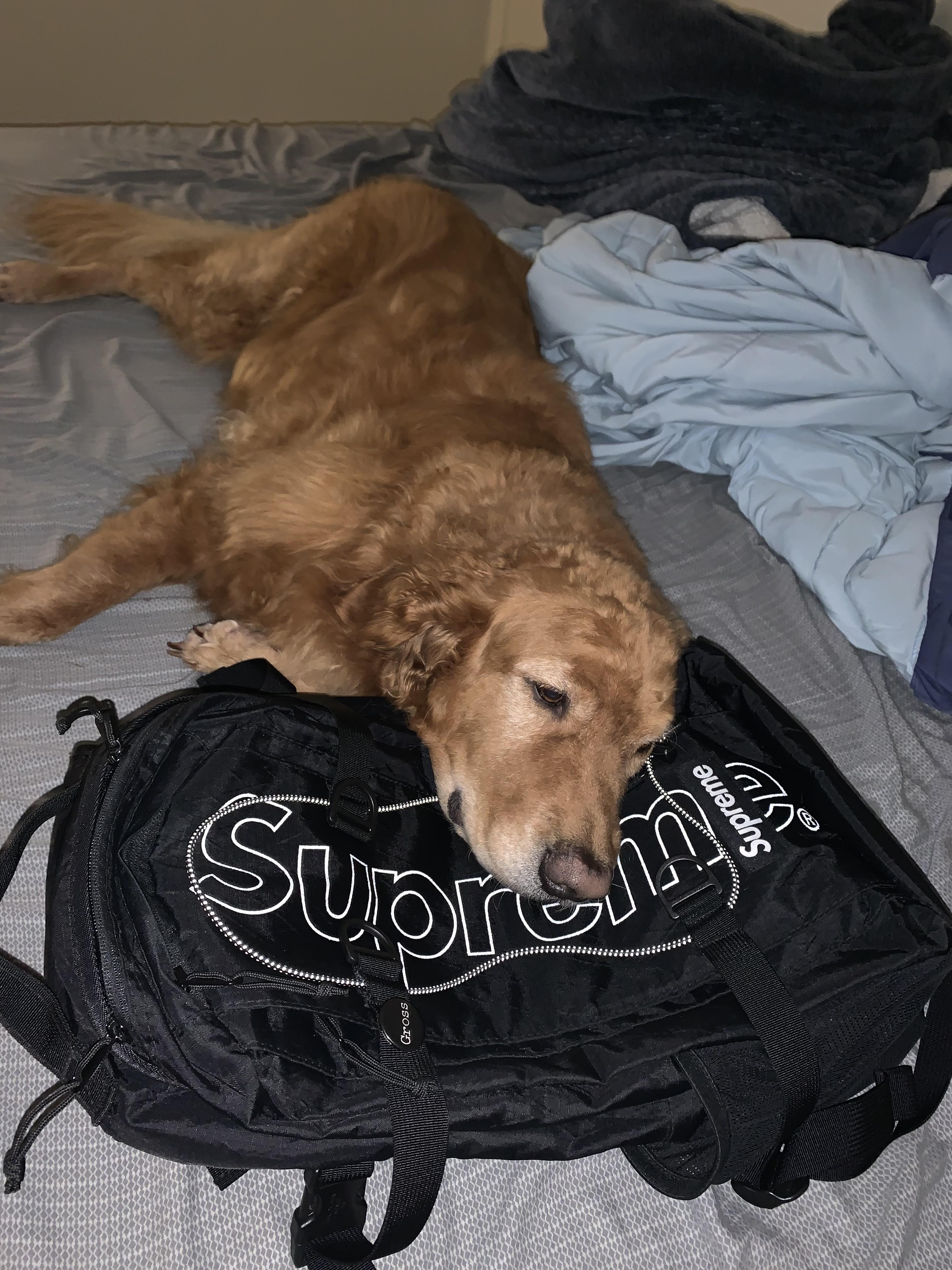 Supreme dog pillow (mood) r/supremeclothing