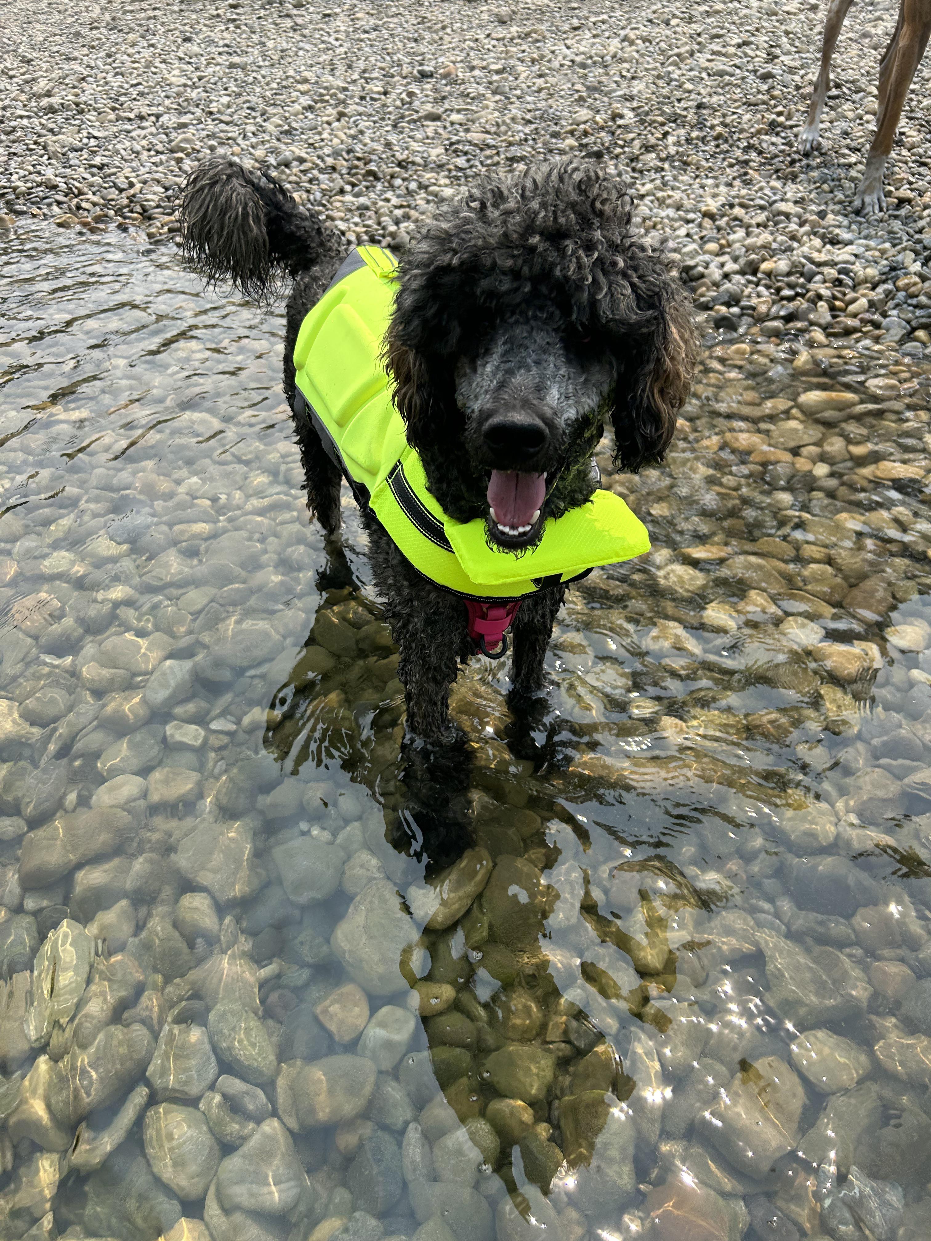 Learning to swim r/poodles