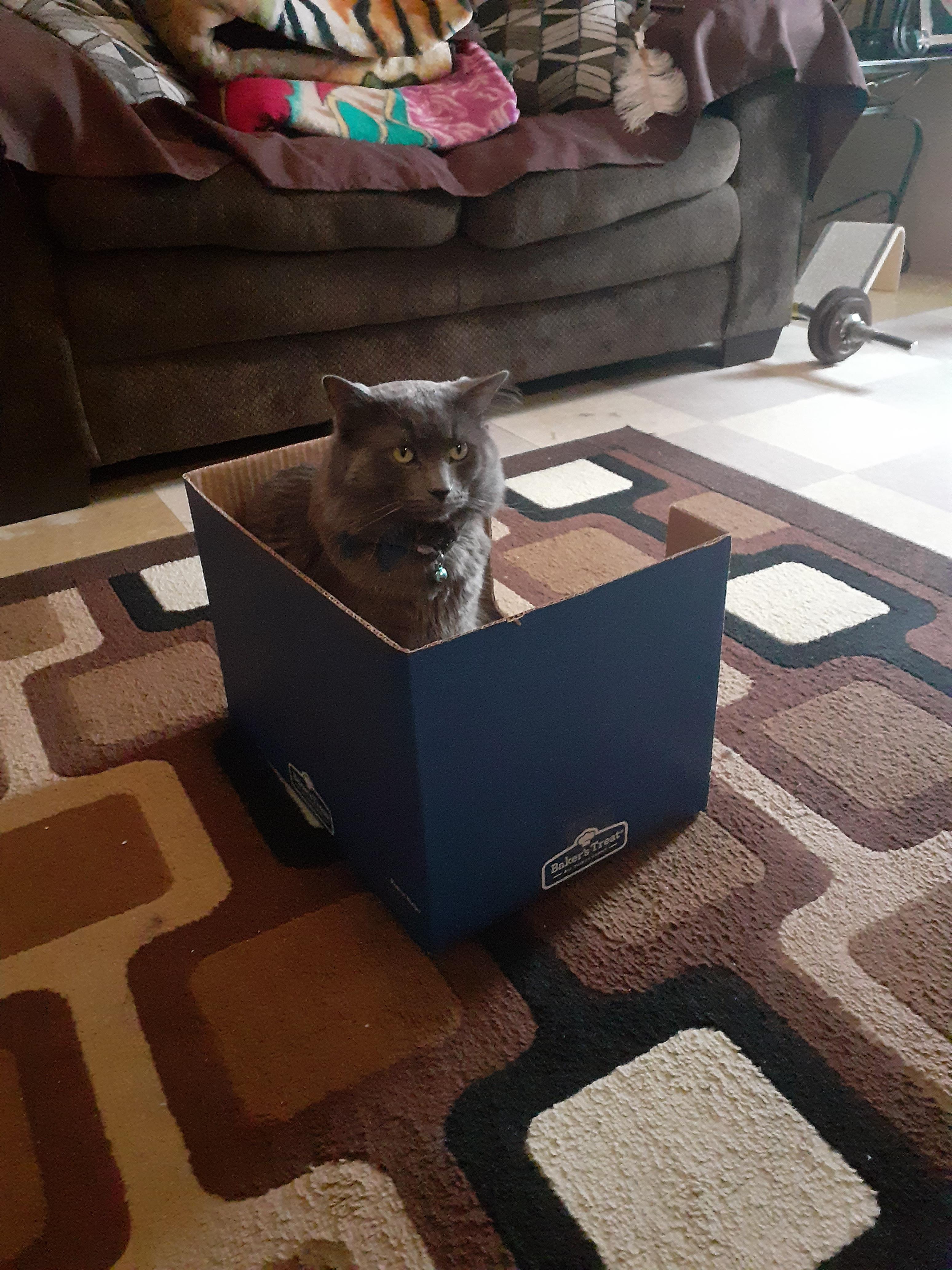 10000 best Standing Cat images on Pholder Cats