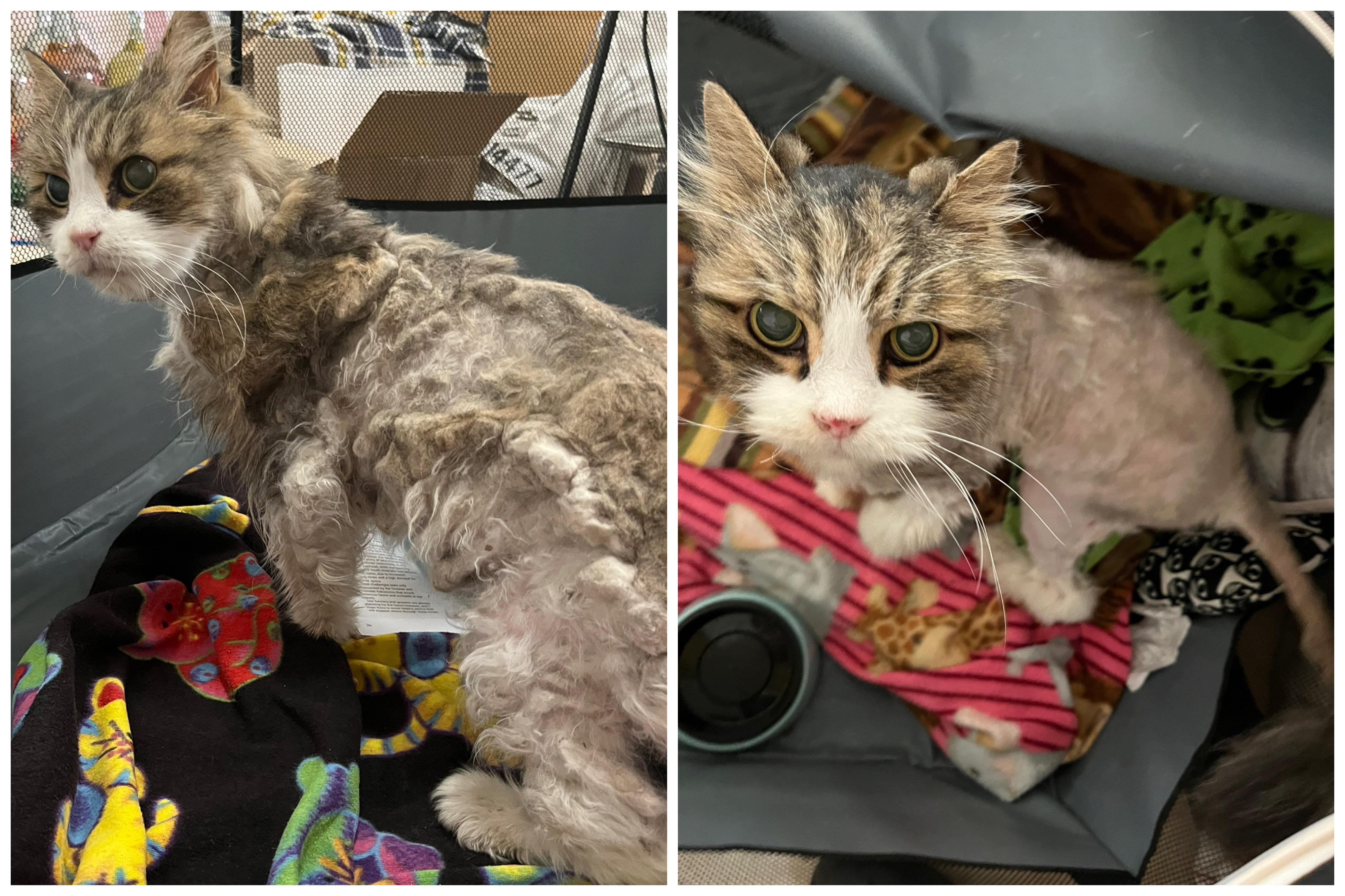 Before and after of the 18 year old extremely neglected, matted cat I rescued 4 days ago!!! He